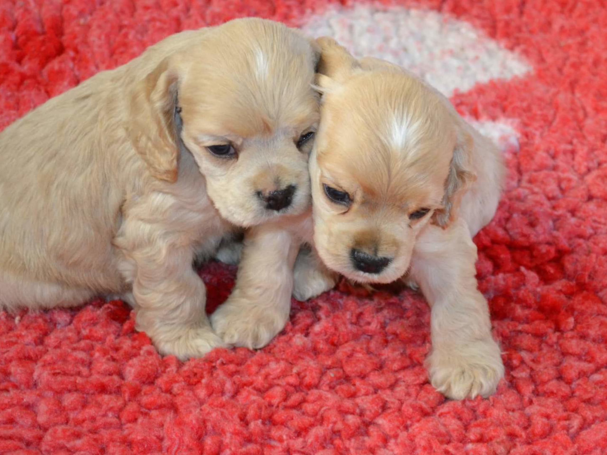 Amerikansk cocker spaniel