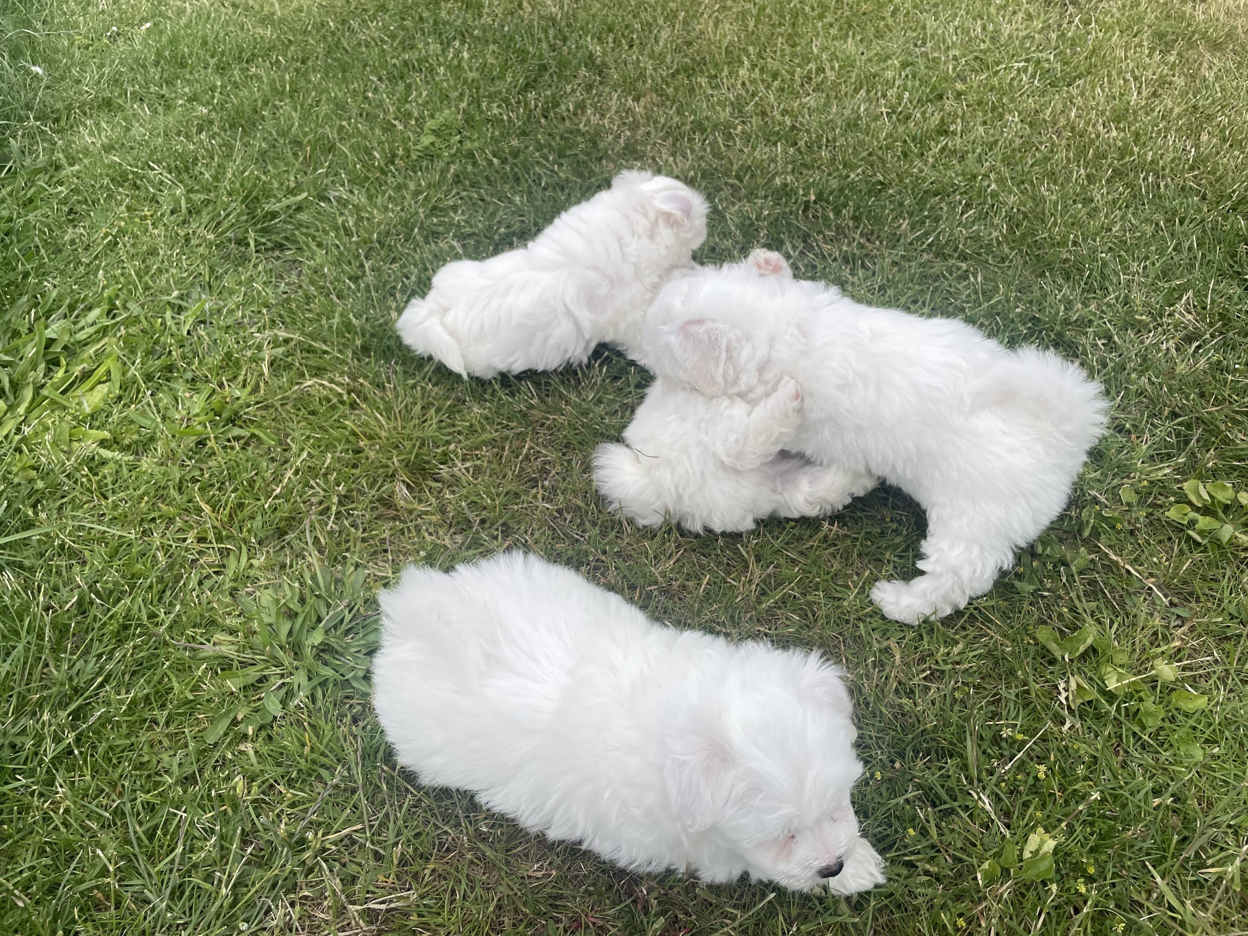 Bichon Frise
