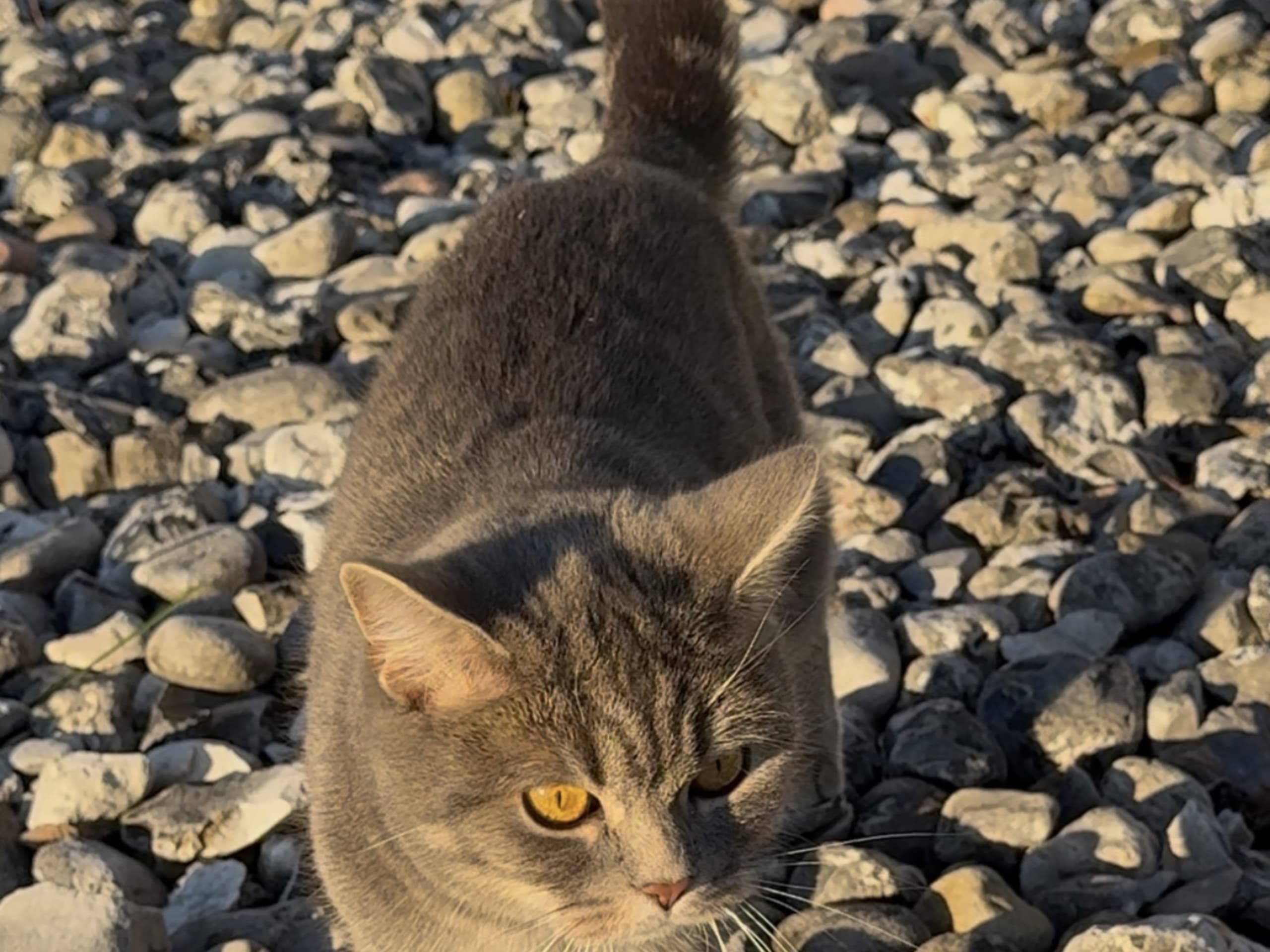 British Shorthair · Värnamo · Irnela B.