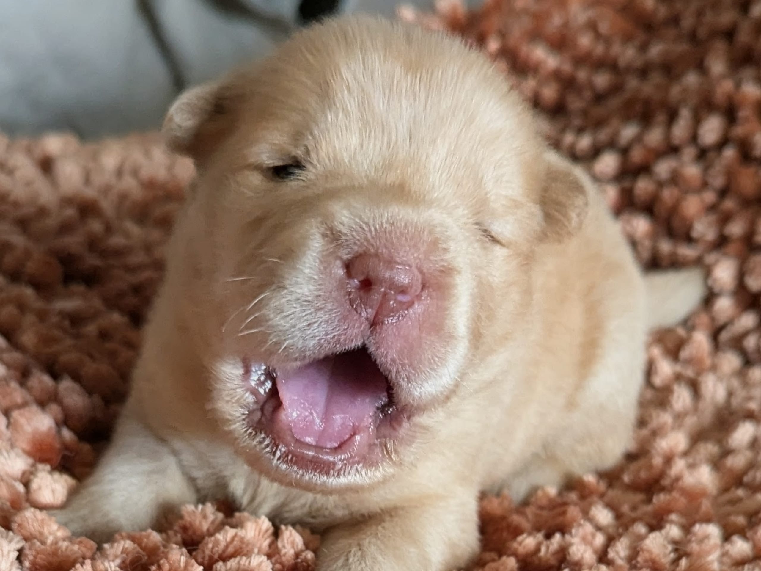 Shar Pei