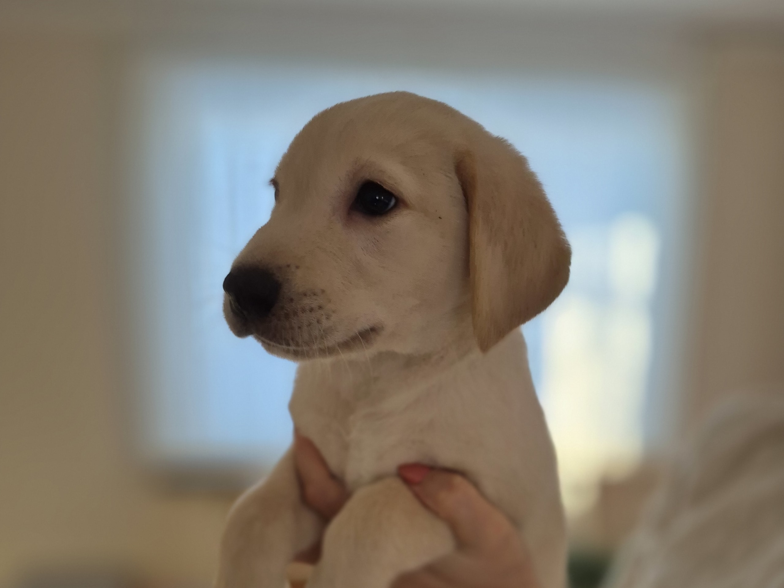 Labrador retriever