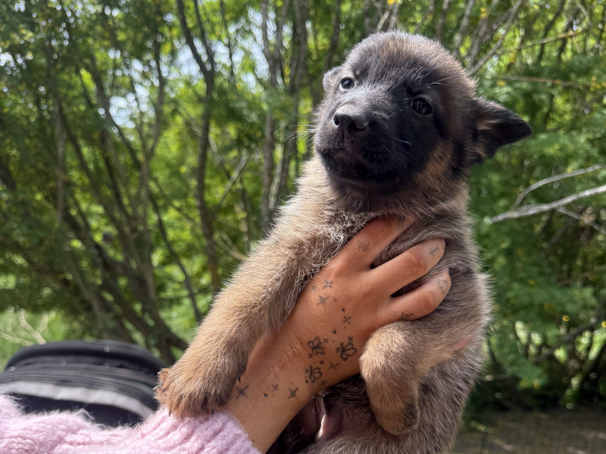 Belgisk fårehund, malinois
