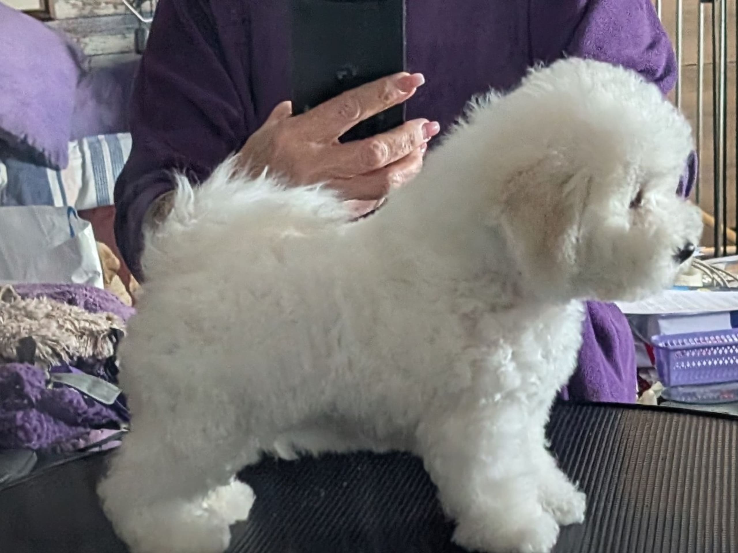 Bichon frisé