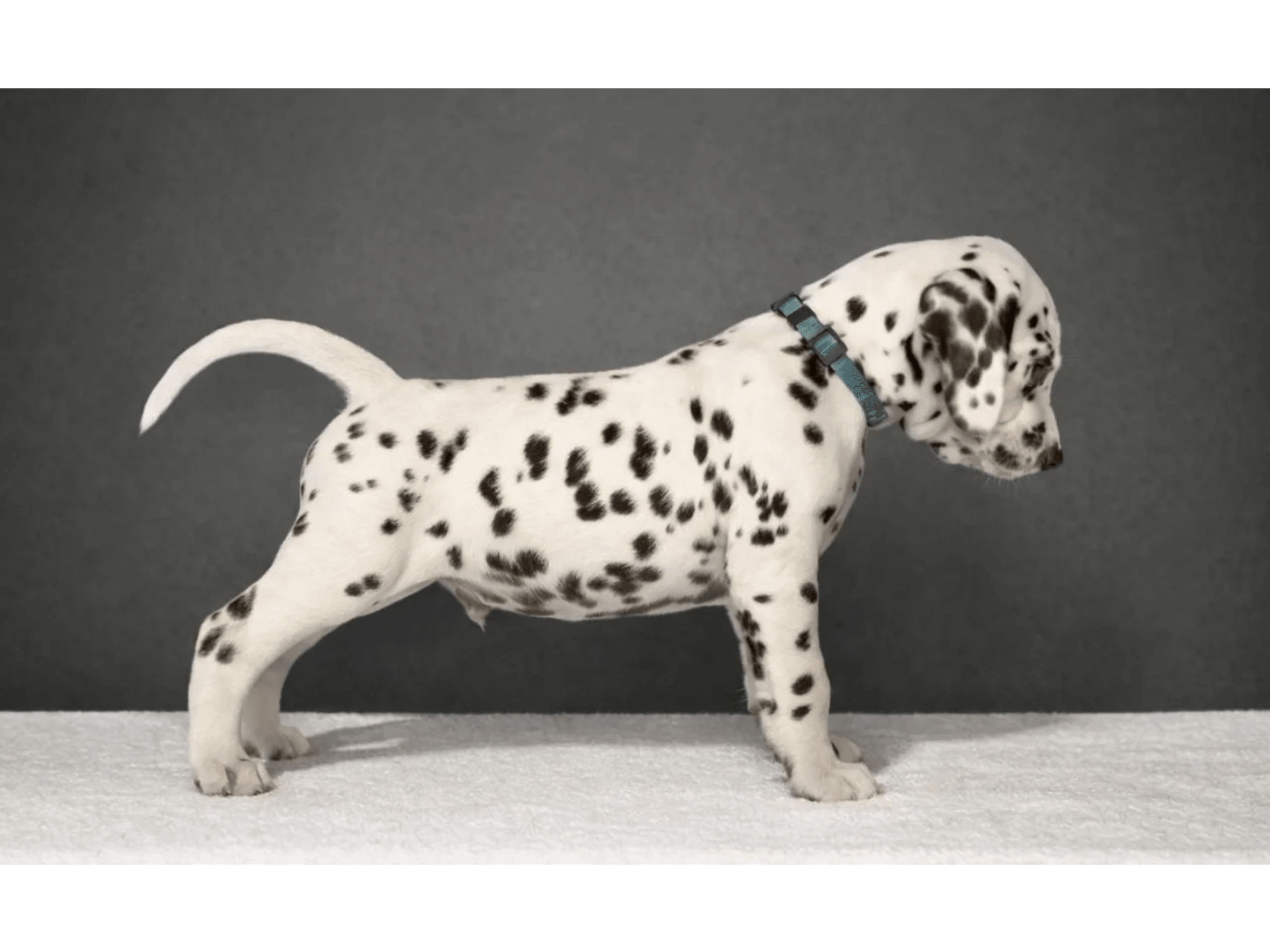 Dalmatiner · Frekhaug · Kennel Shospot