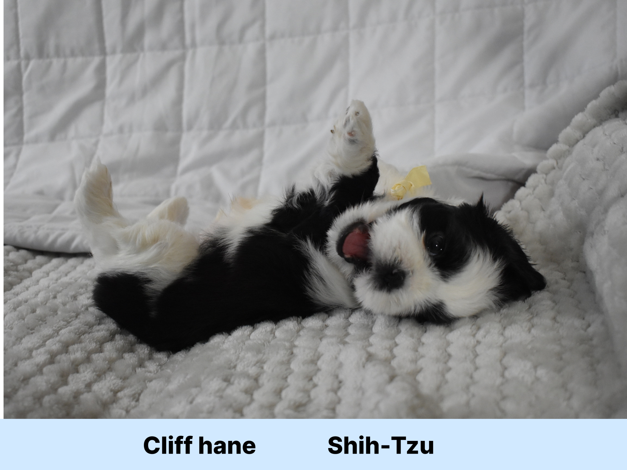 Shih tzu