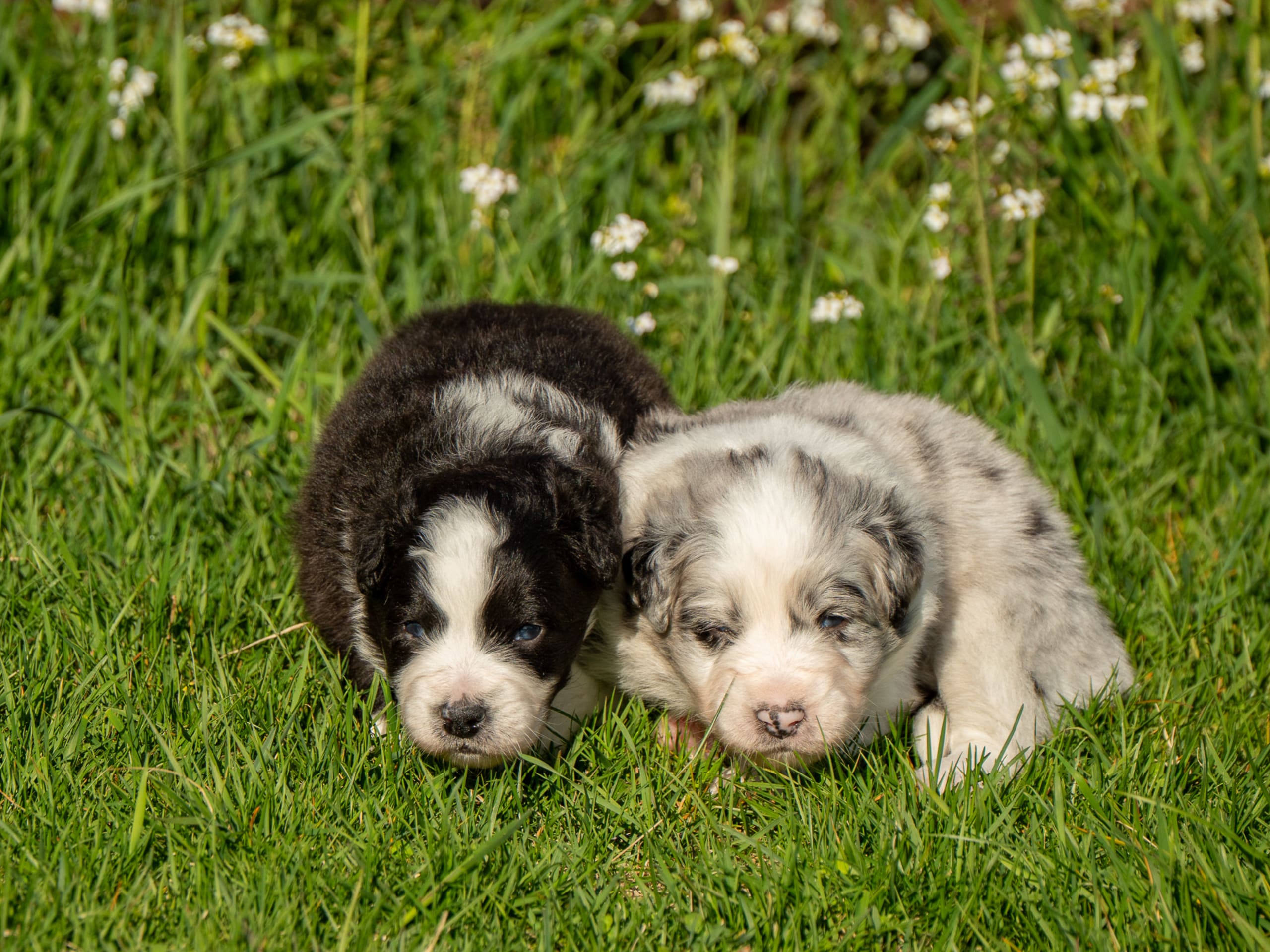 Australian shepherd