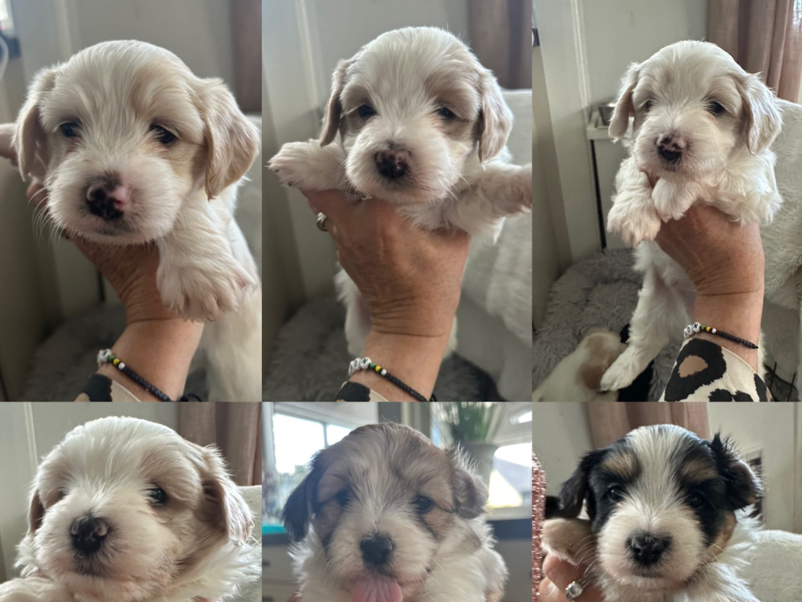 Bichon havanais