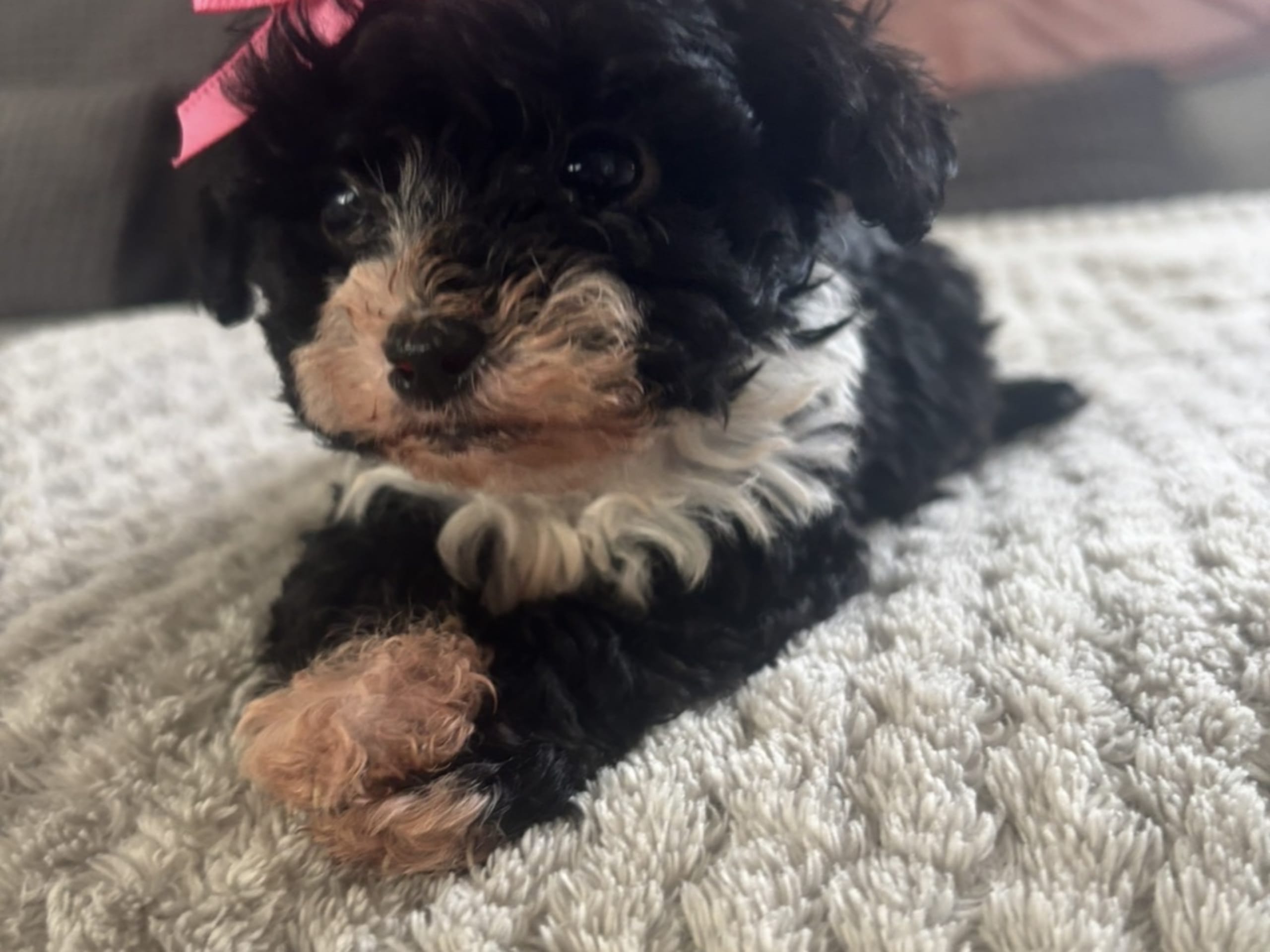 Shihpoo · Klippan · Shihpoo