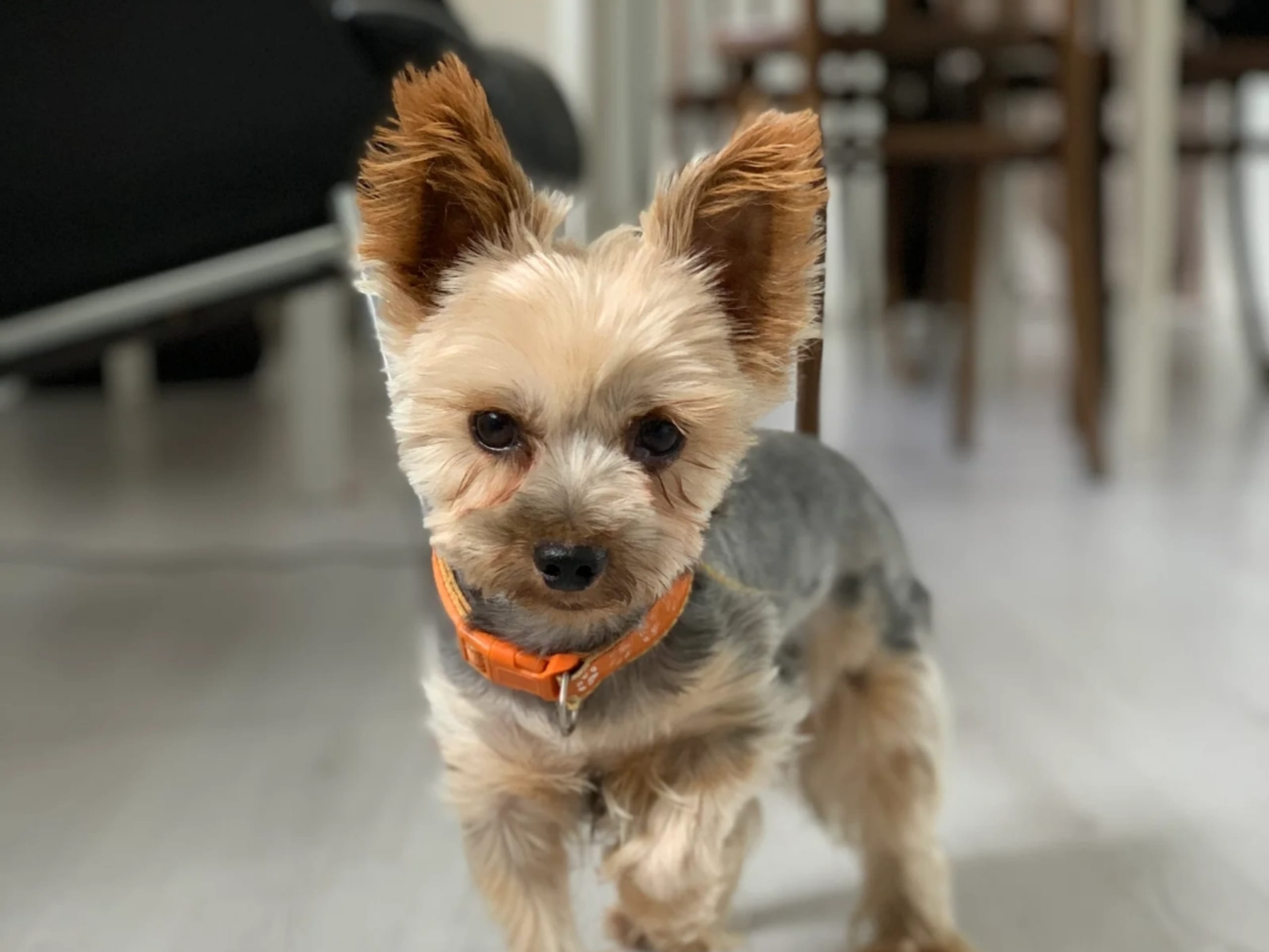 Yorkshireterrier