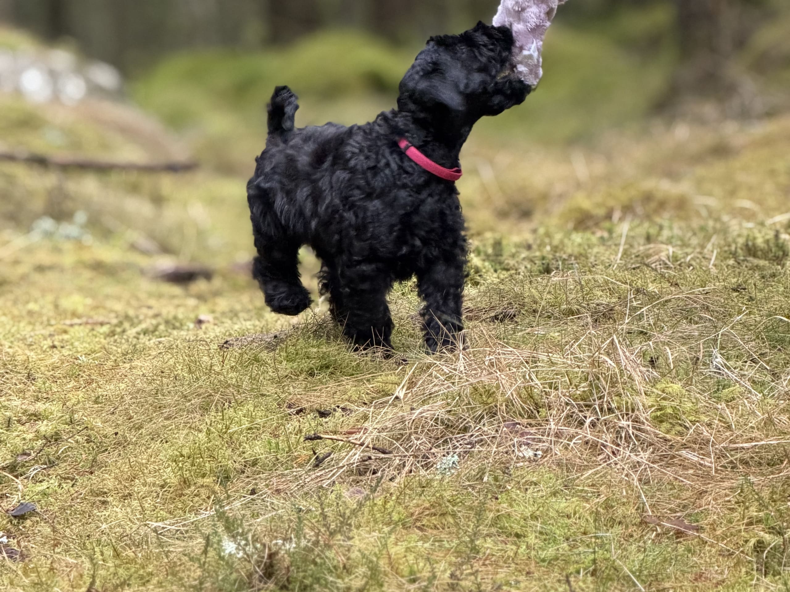 Kerry blue terrier