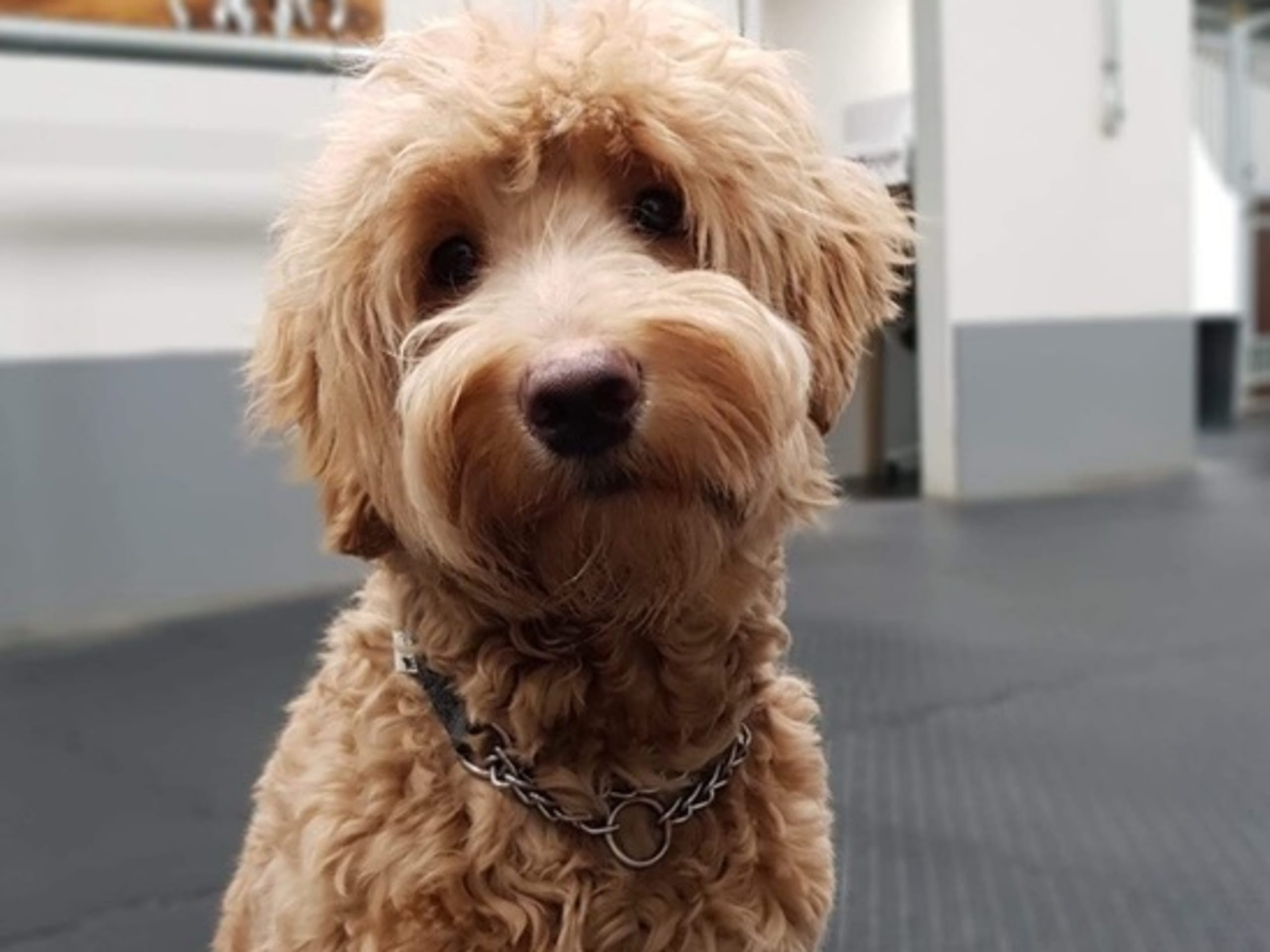 Labradoodle · Ulricehamn · Lyckornaslabradoodle