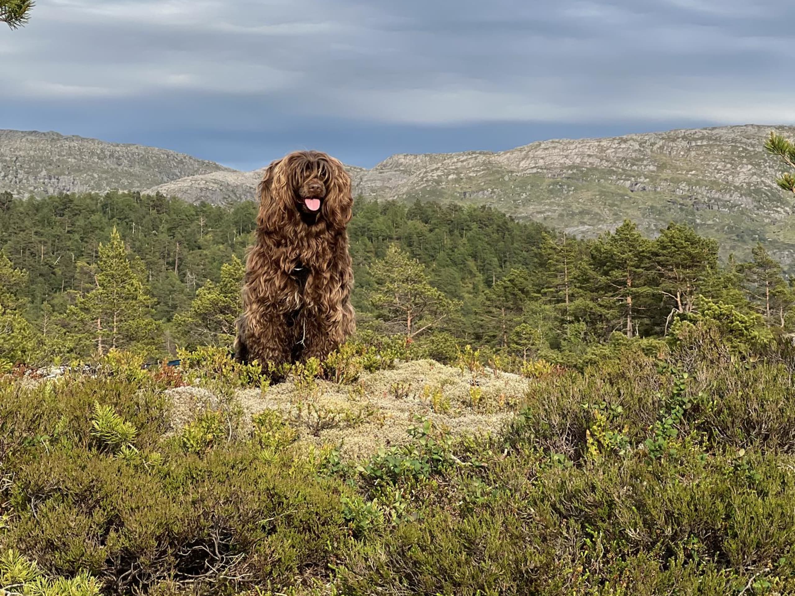 Portuguese Water Dog