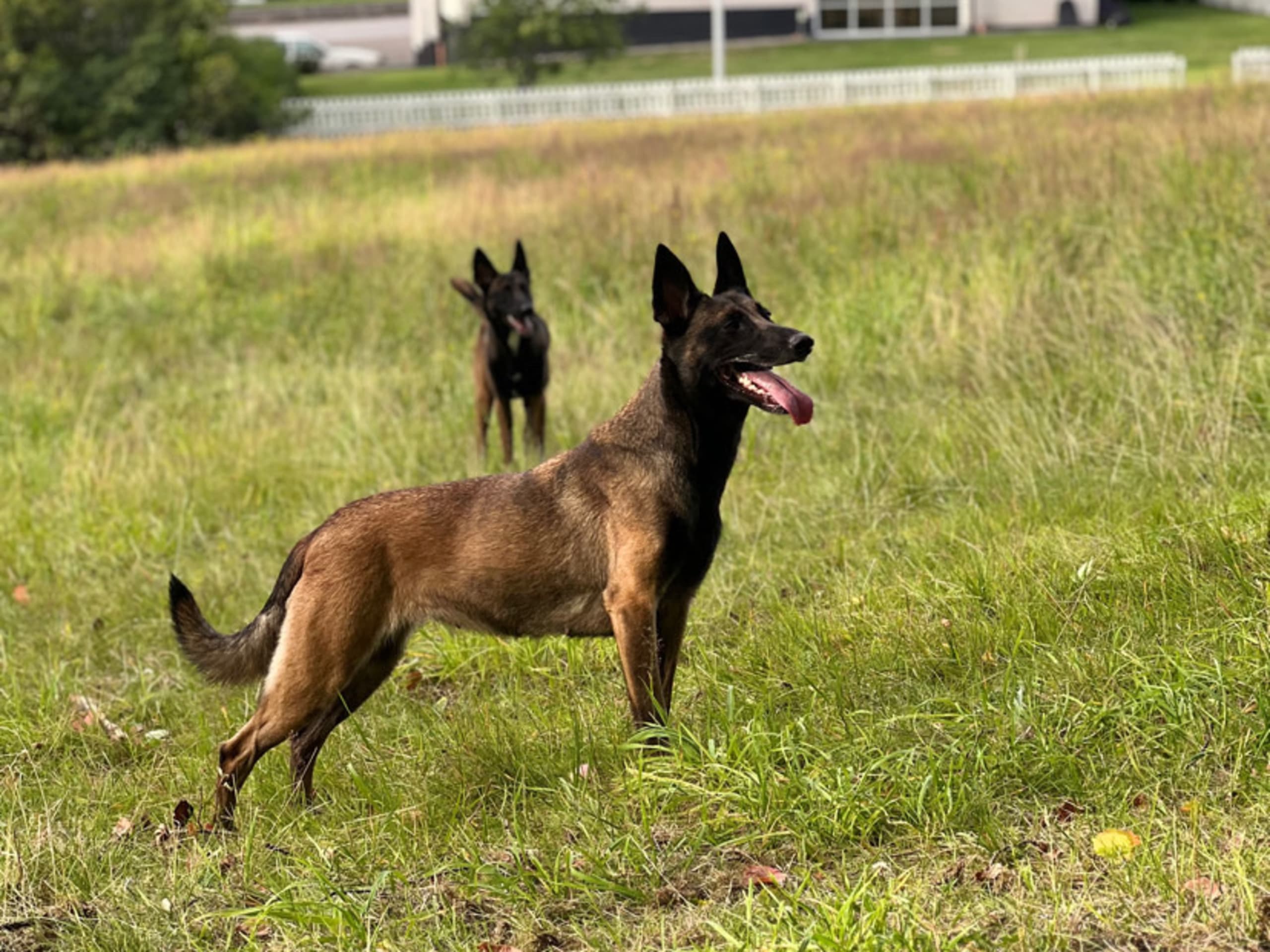 Belgisk fårehund, malinois