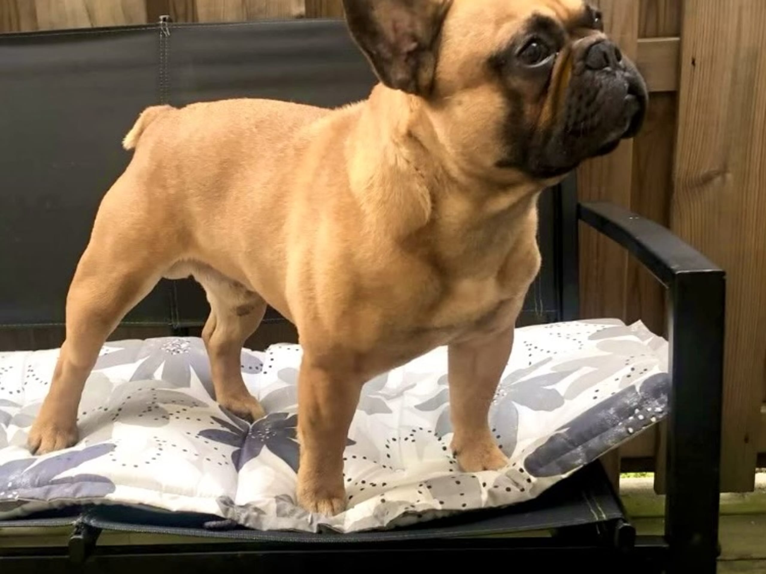 French Bulldog · östervåla · Dexline's