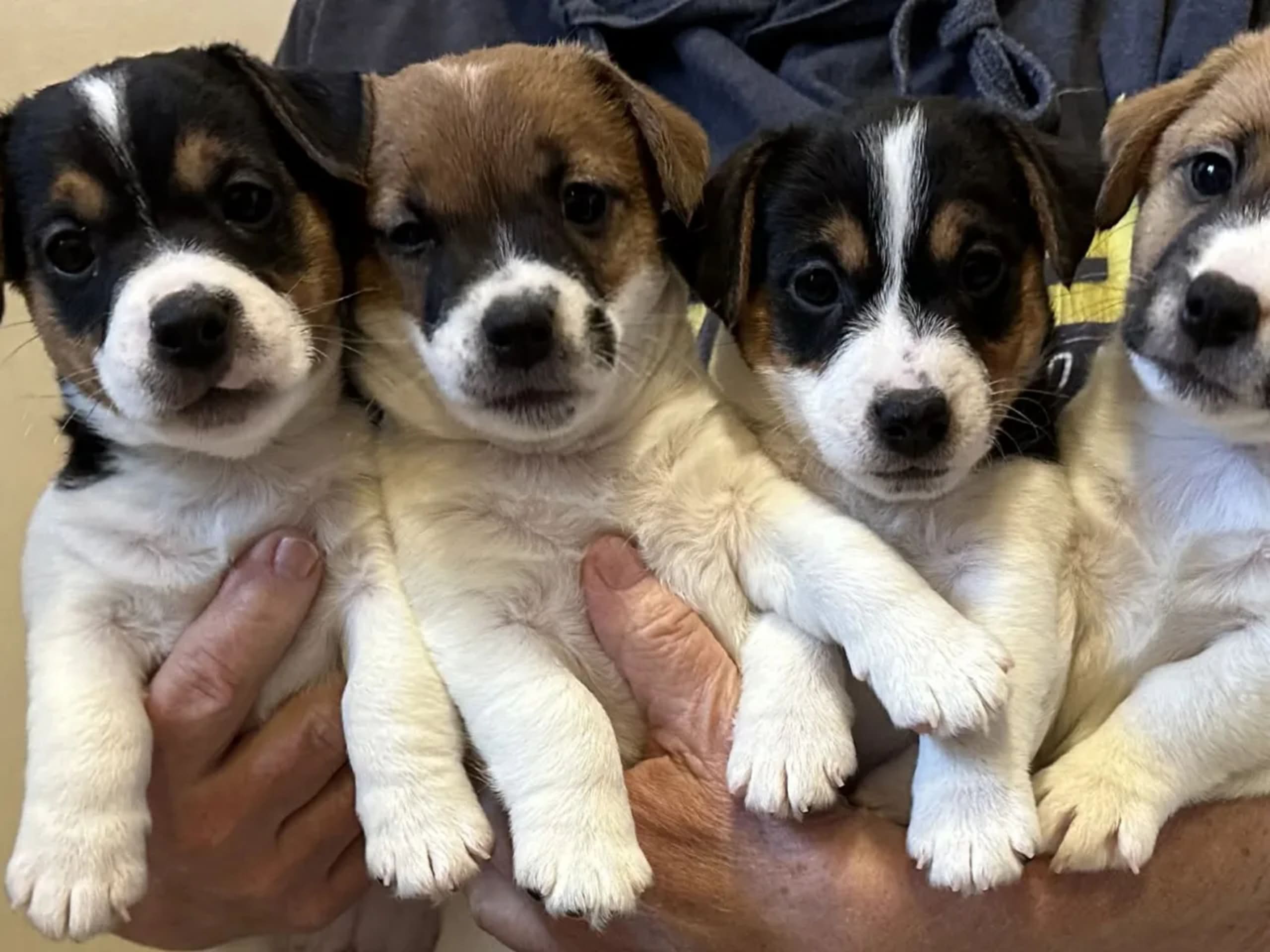 Jack russell terrier