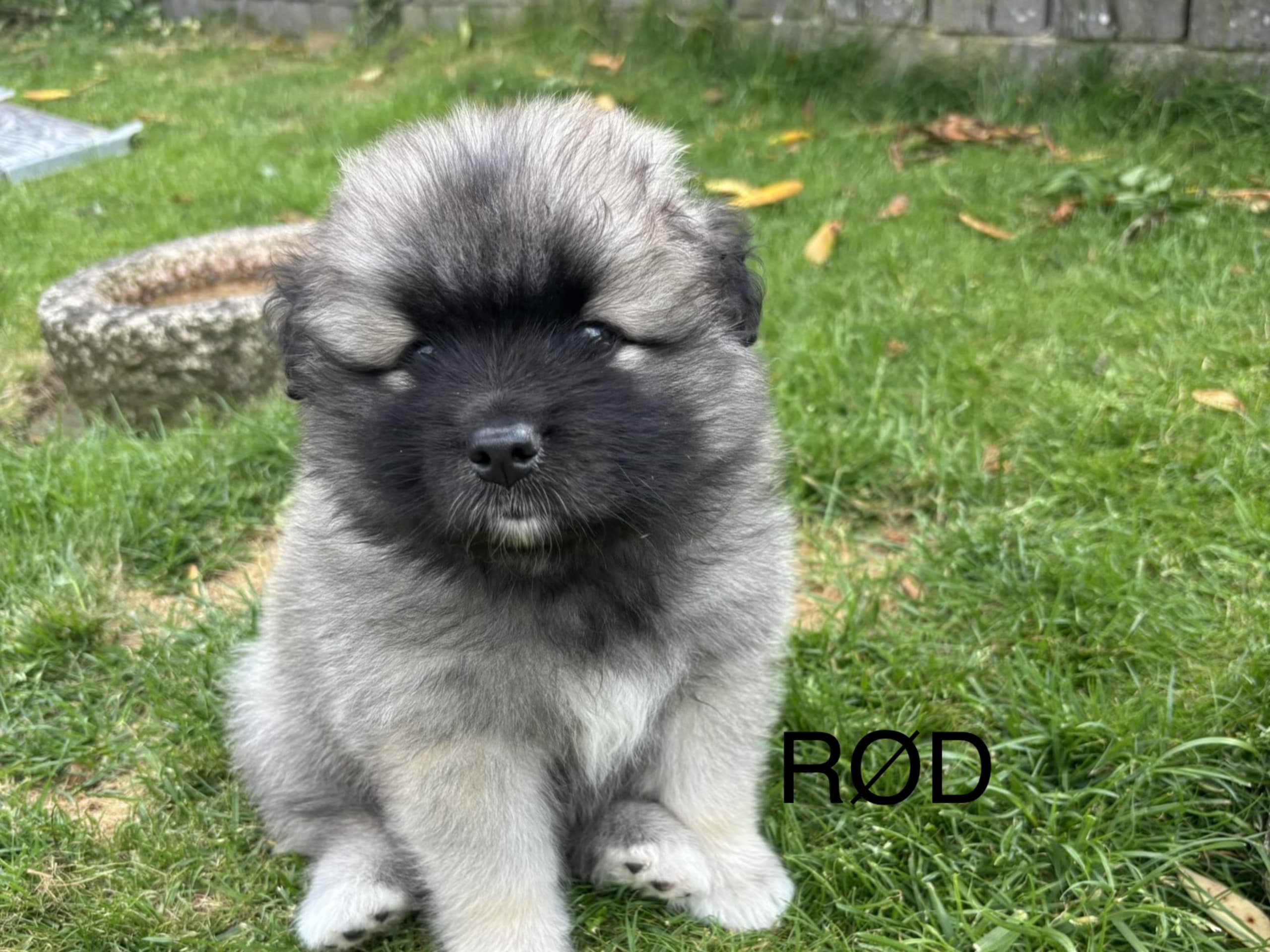 Keeshond