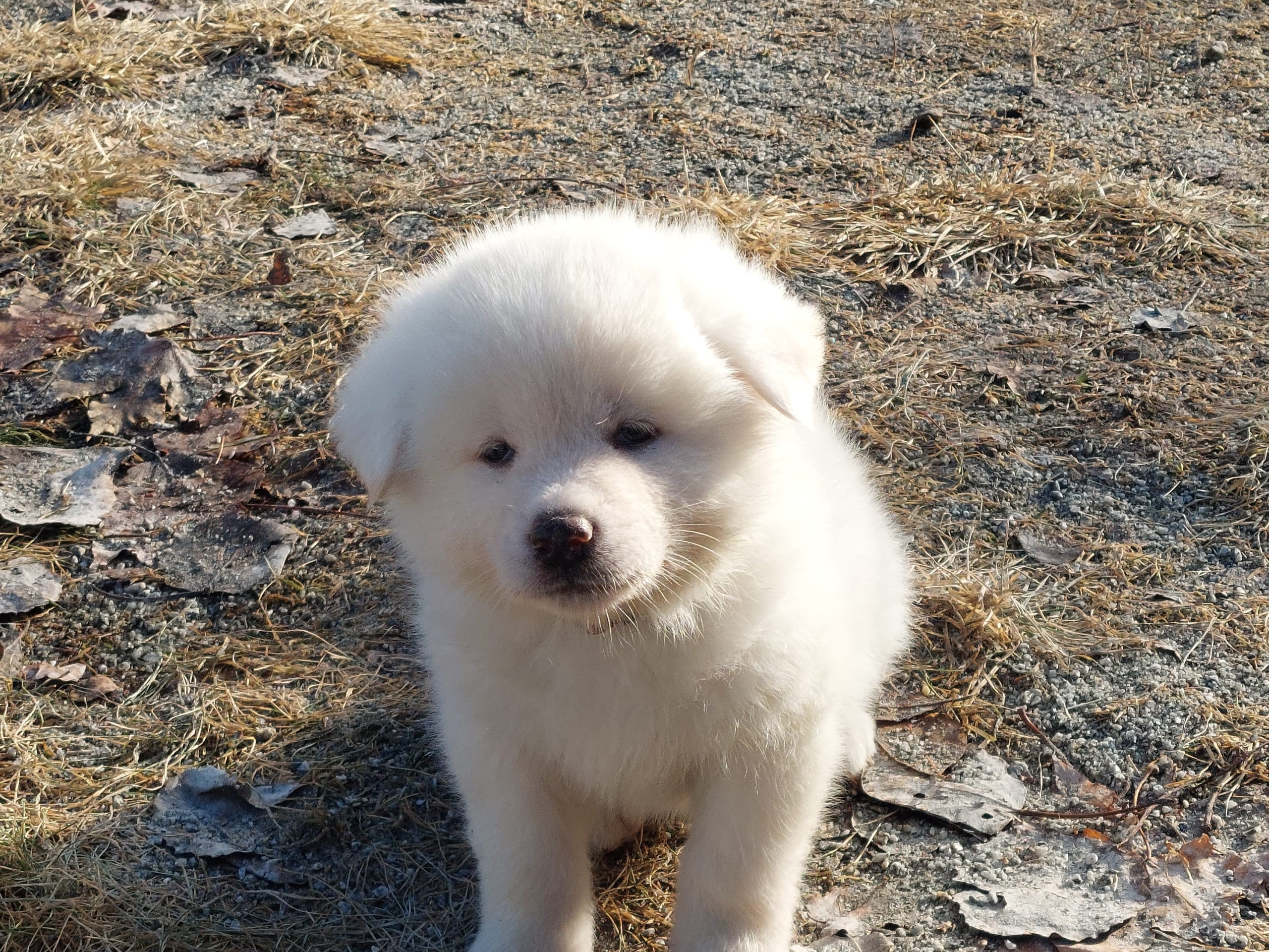 Akita Inu · Dorotea · Krayon's kennel
