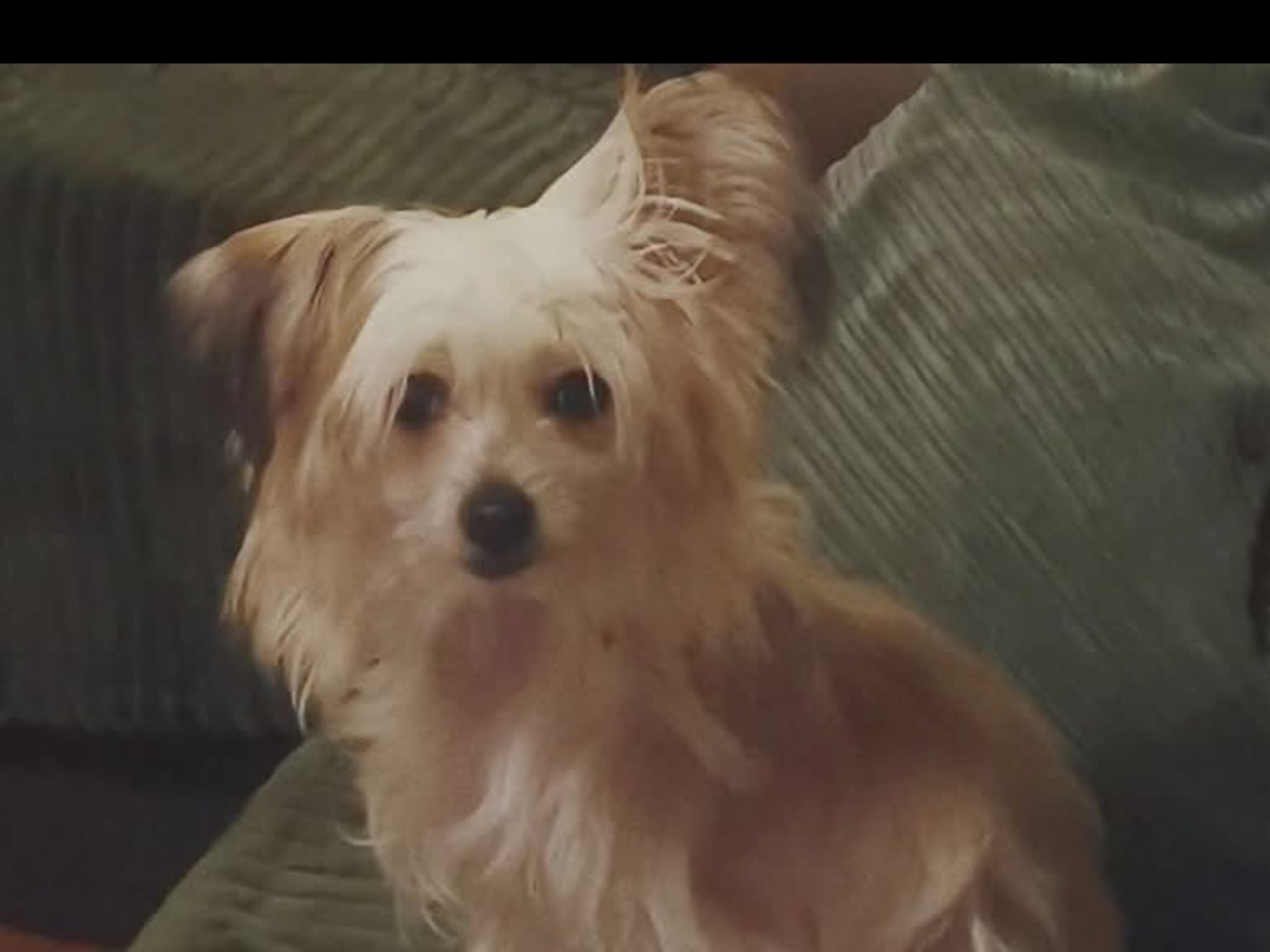 Chinese crested