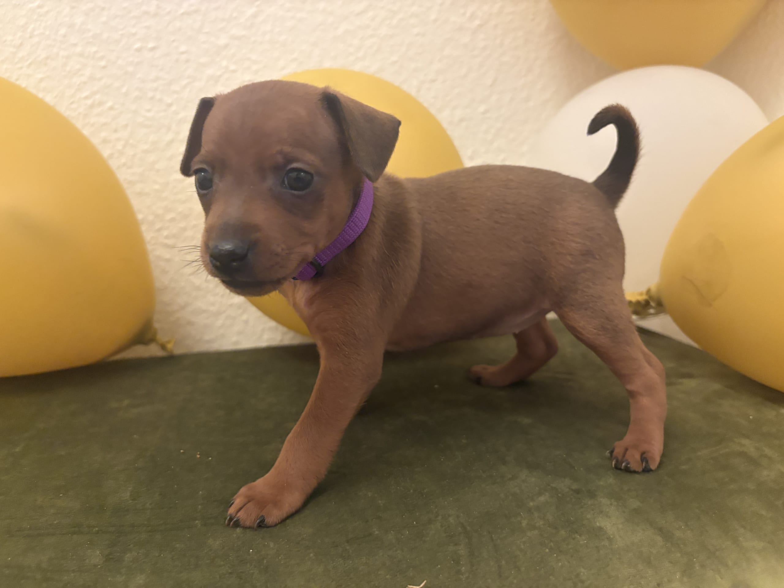 Miniature Pinscher