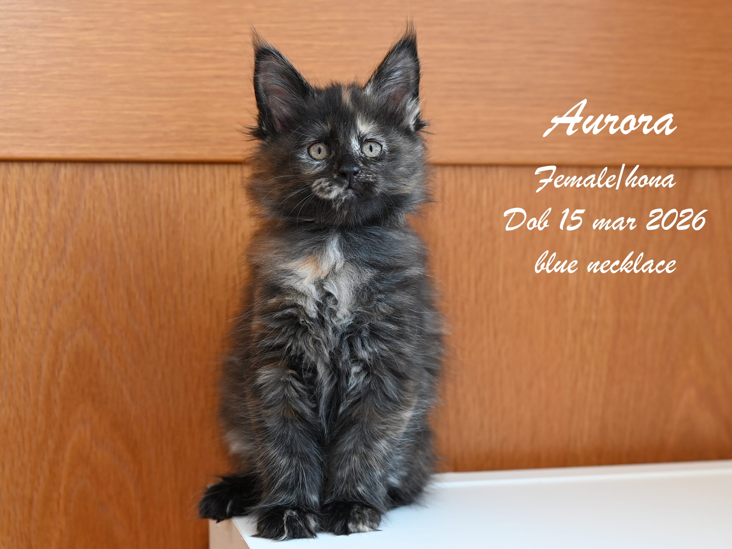 Maine Coon