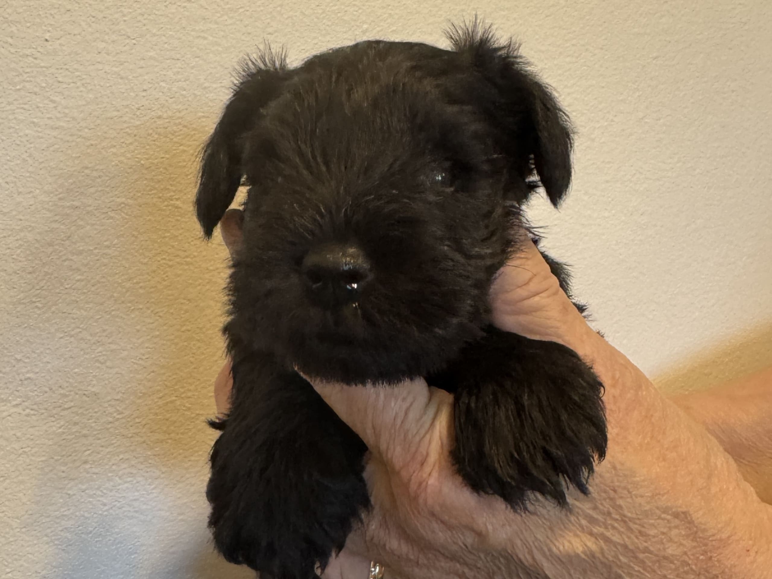Dvärgschnauzer