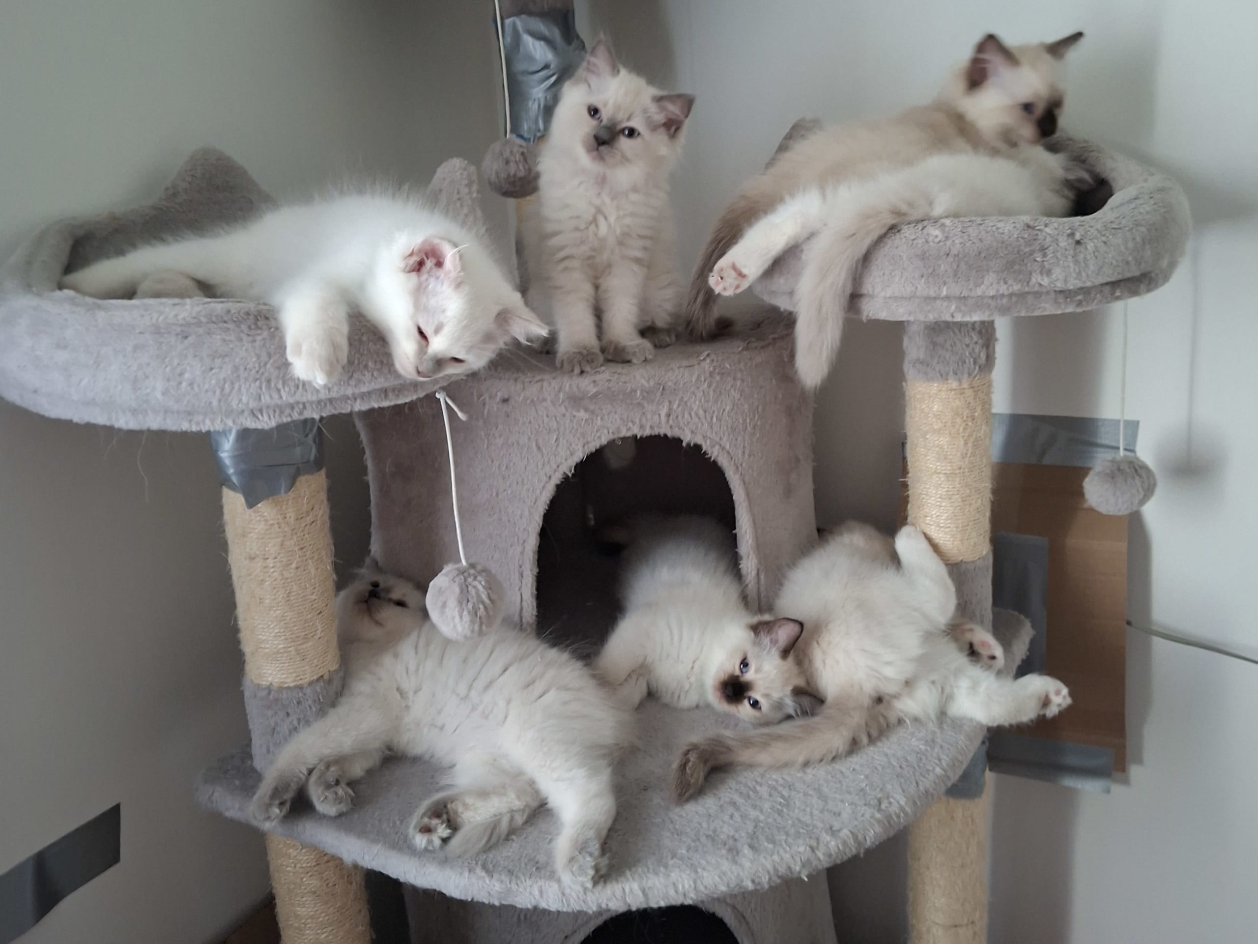 Ragdoll · Klockrike · Birgitta L.