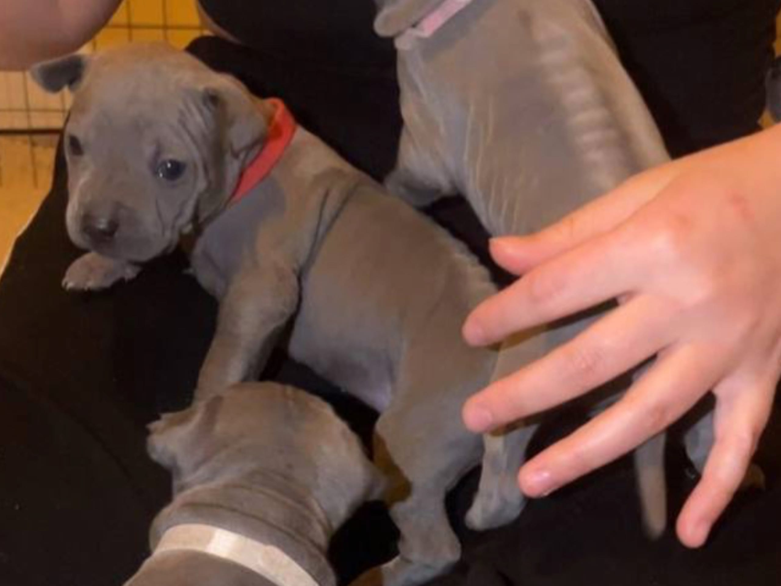 Thai ridgeback dog