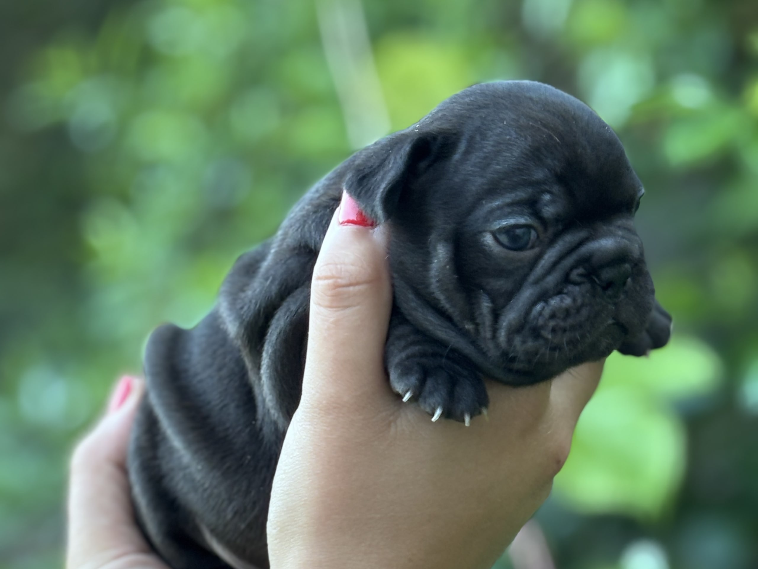 Fransk bulldogg · Kinna · Rosa’s kennel