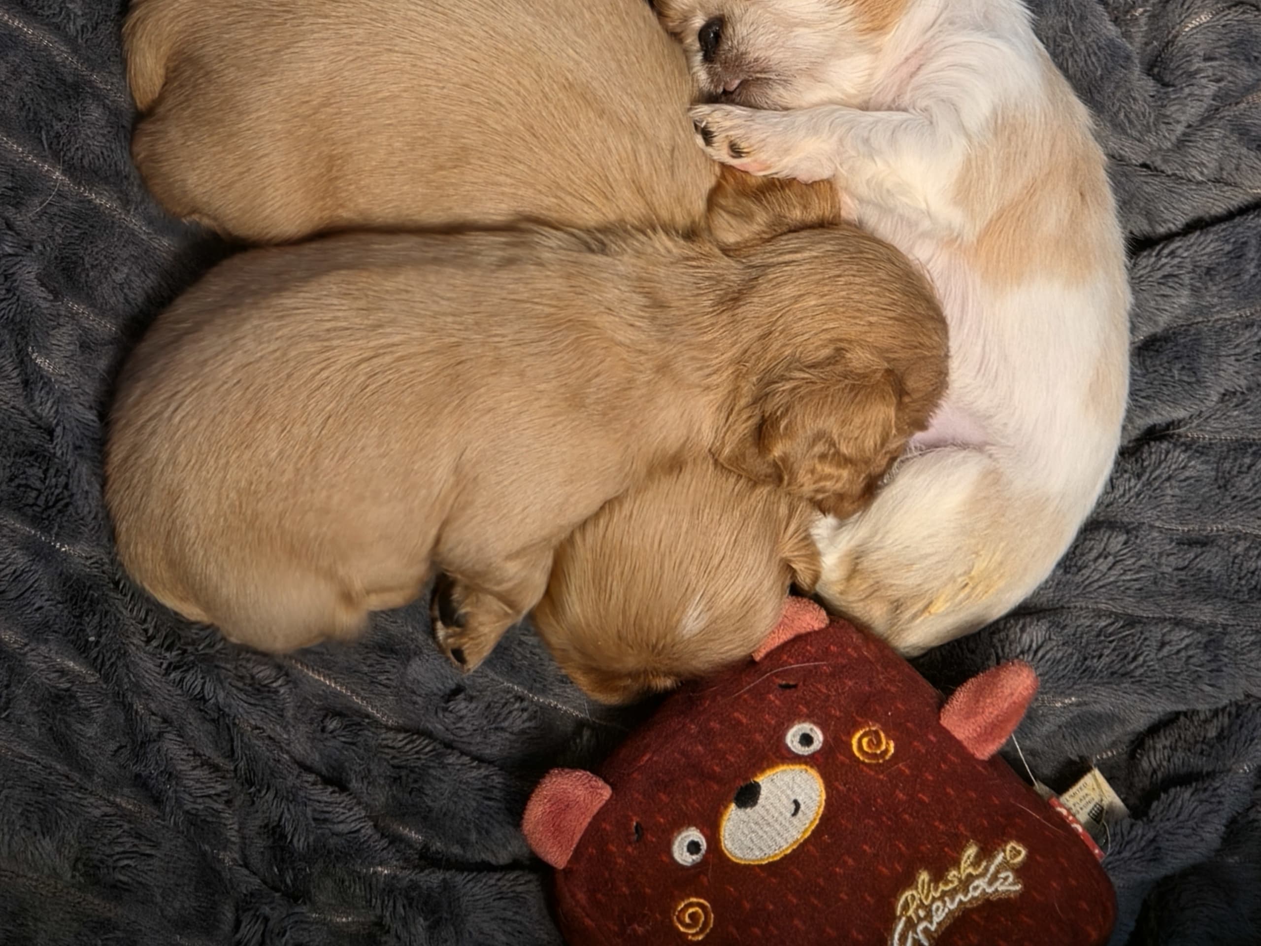 King charles spaniel