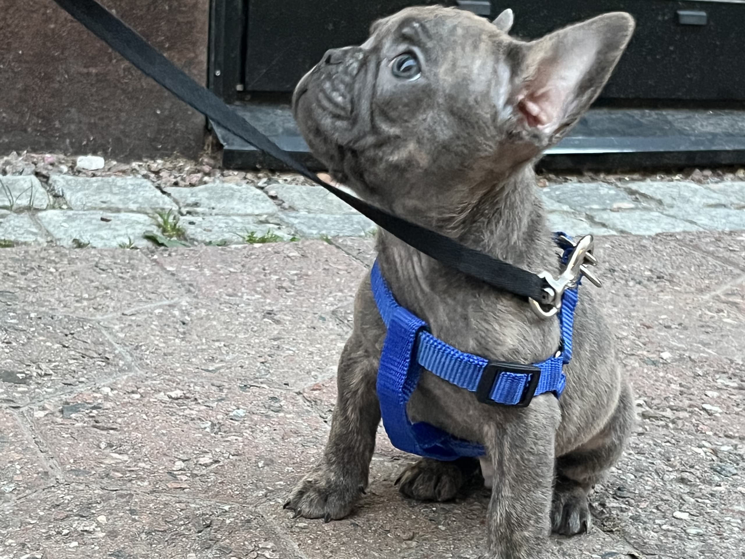French Bulldog · Norrköping · Emiras frallor