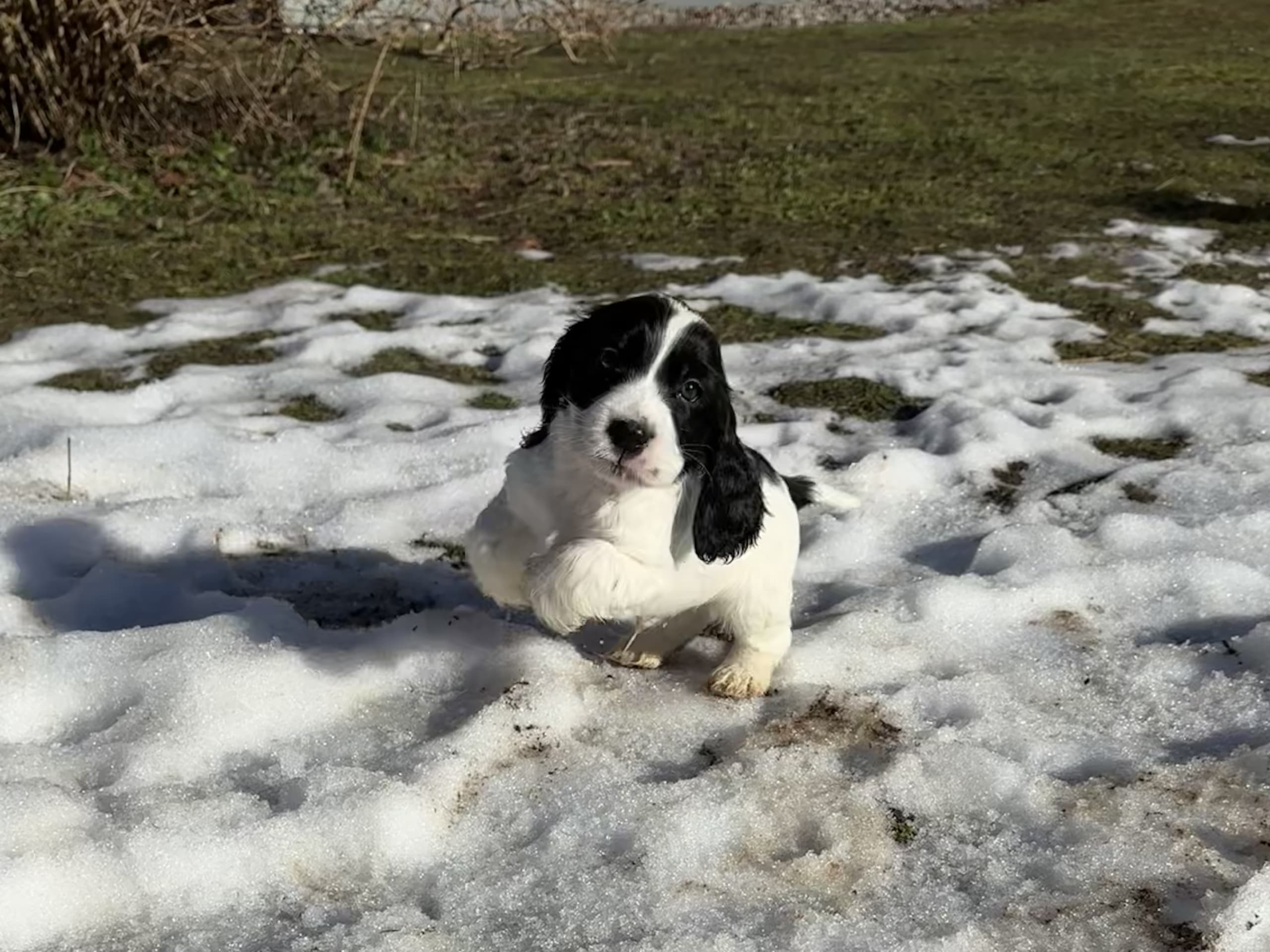 Cocker spaniel