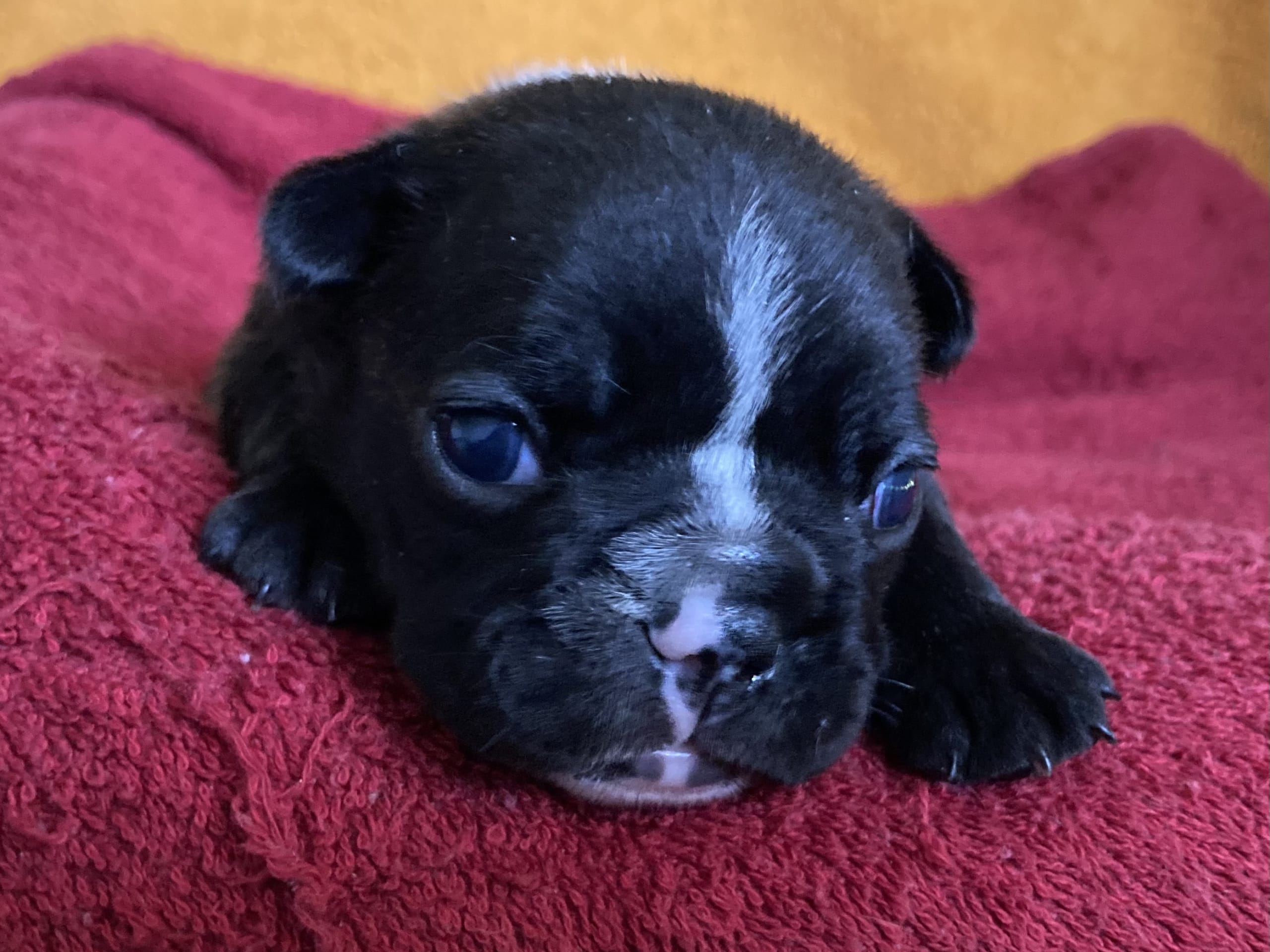 French Bulldog · östervåla · Dexline's