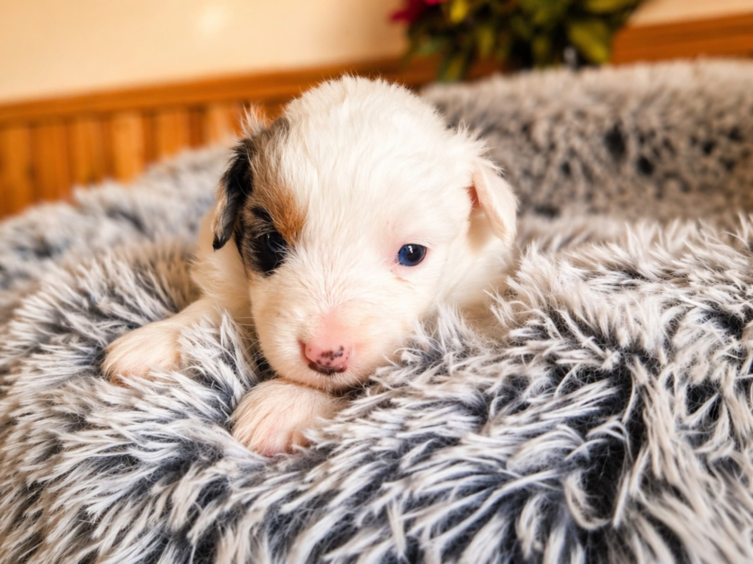 Miniature american shepherd
