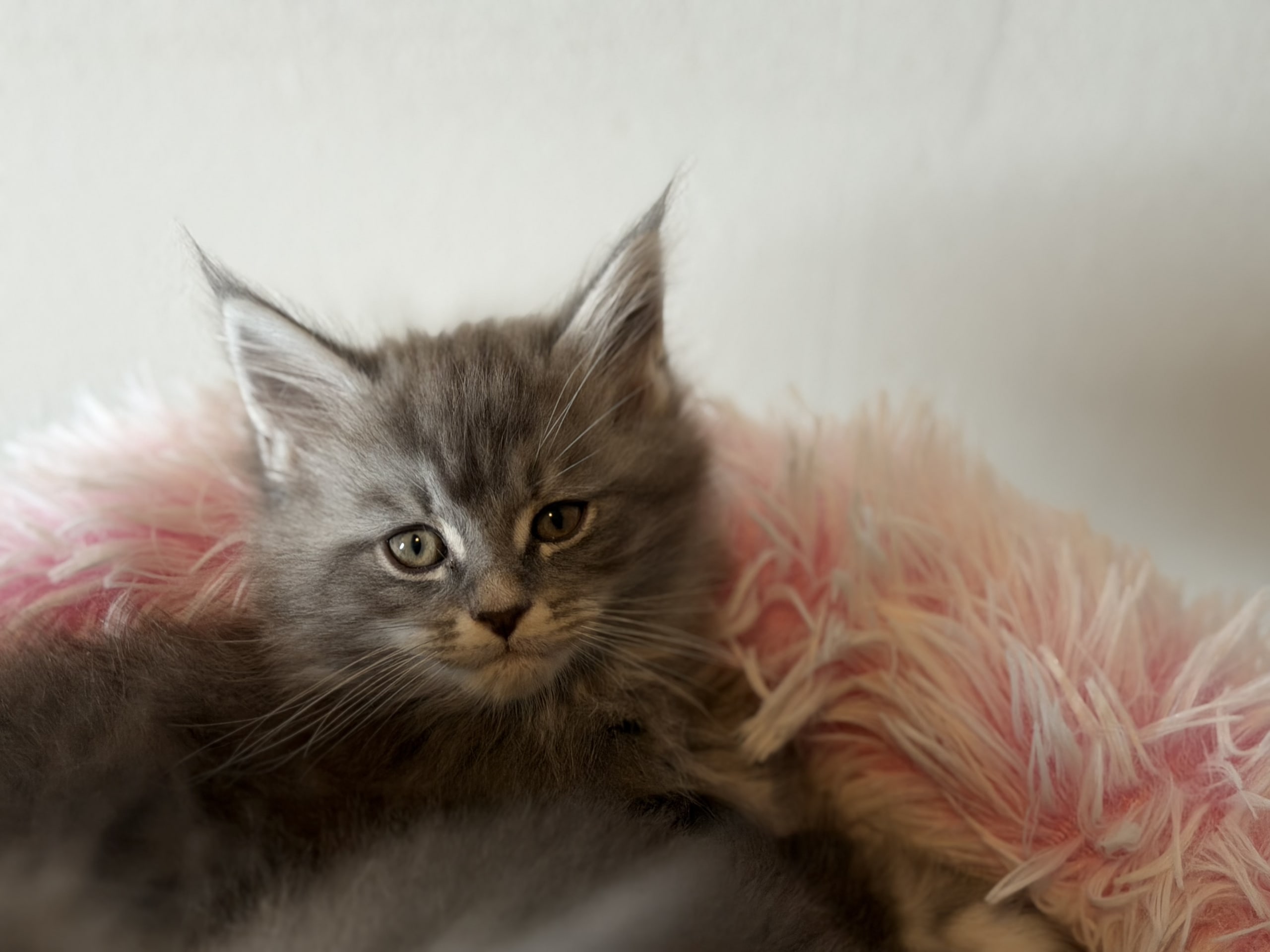 Maine Coon