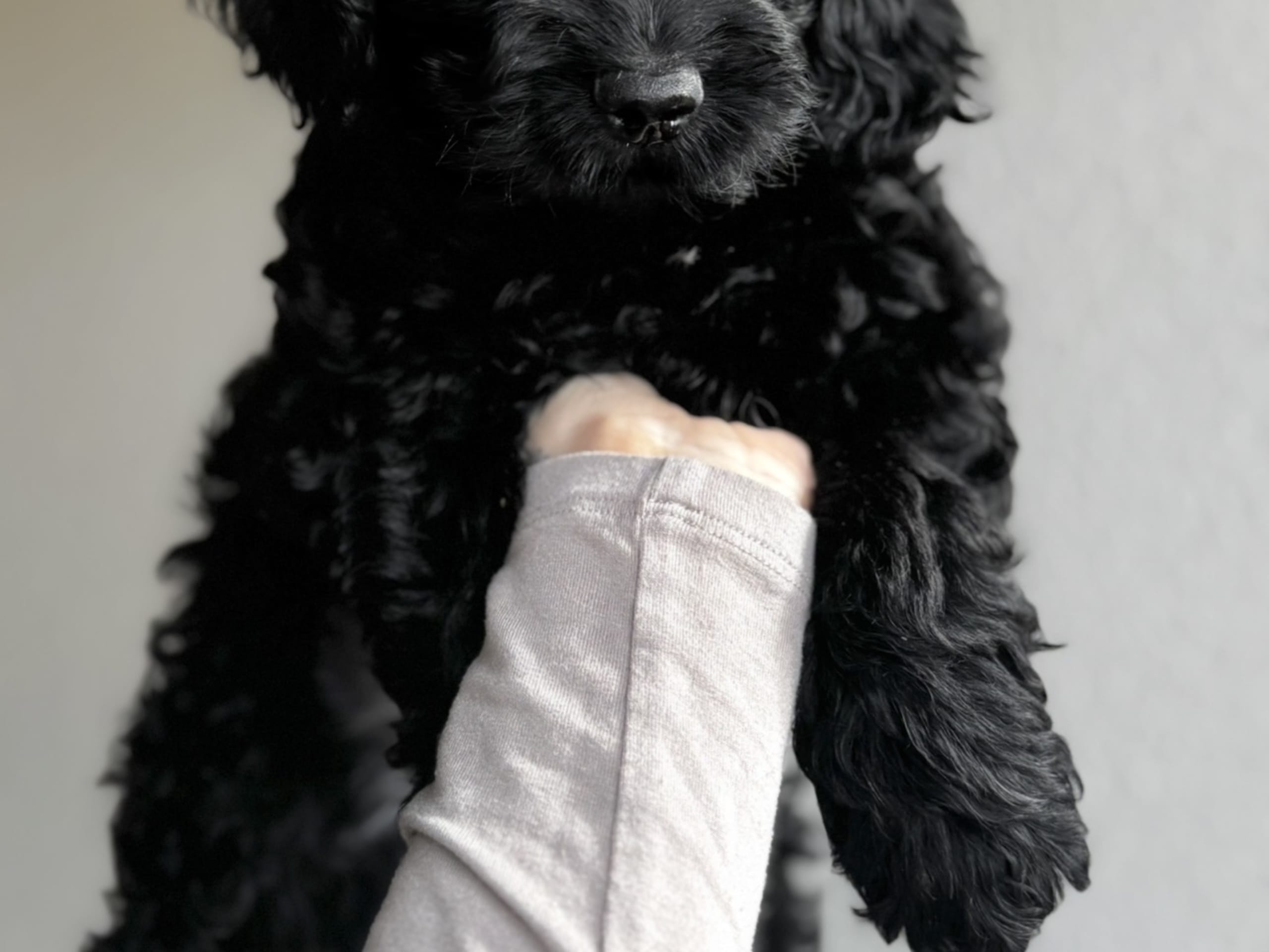 Cockerpoo