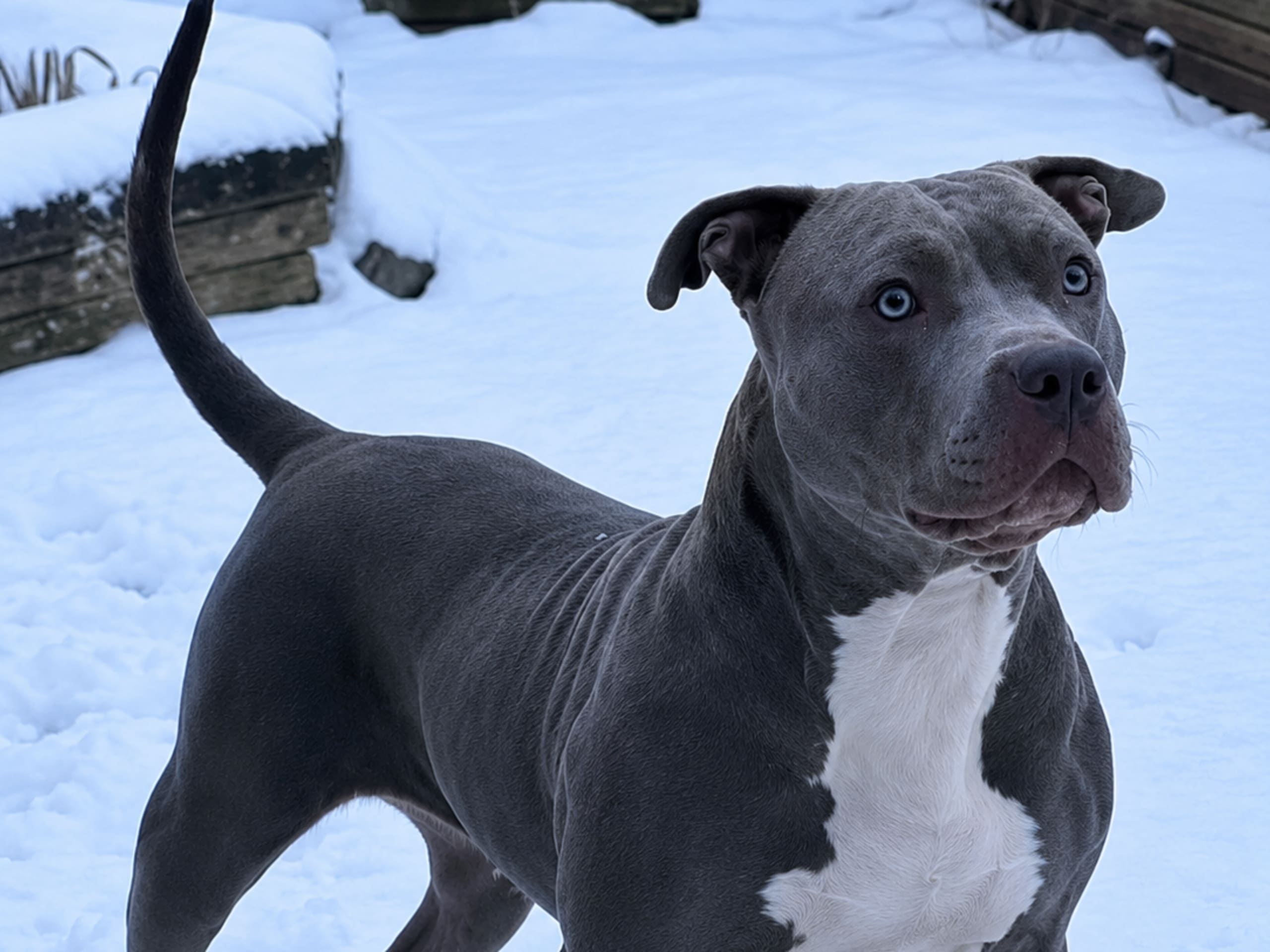 American Bully · Oxie · Rodrigo M.