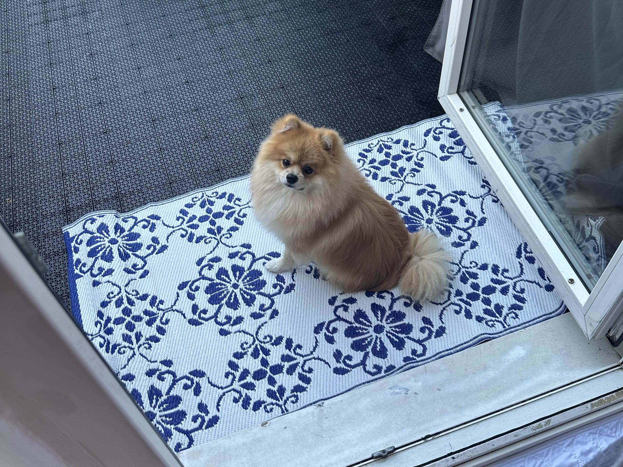 Pomeranian