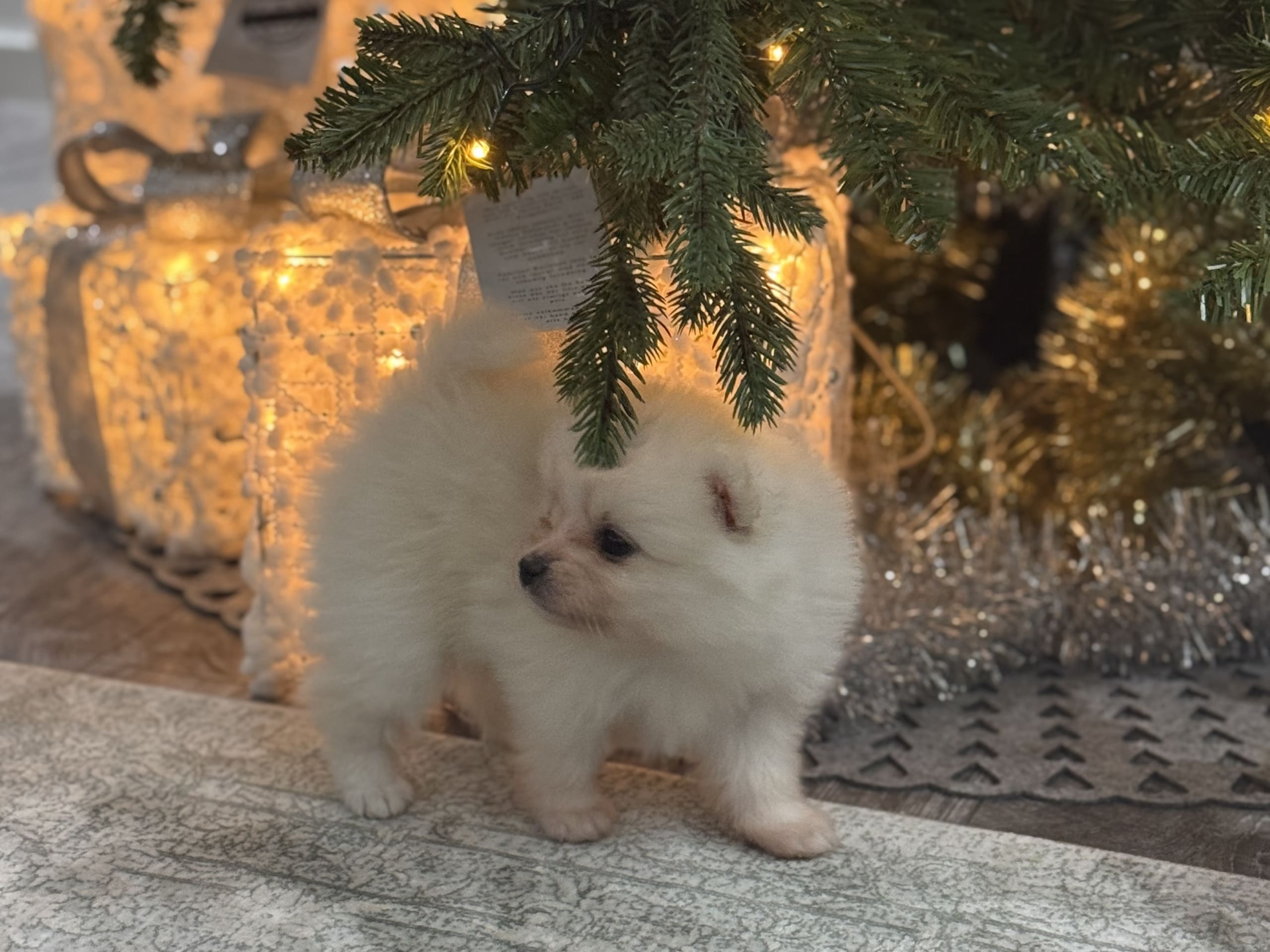 Pomeranian