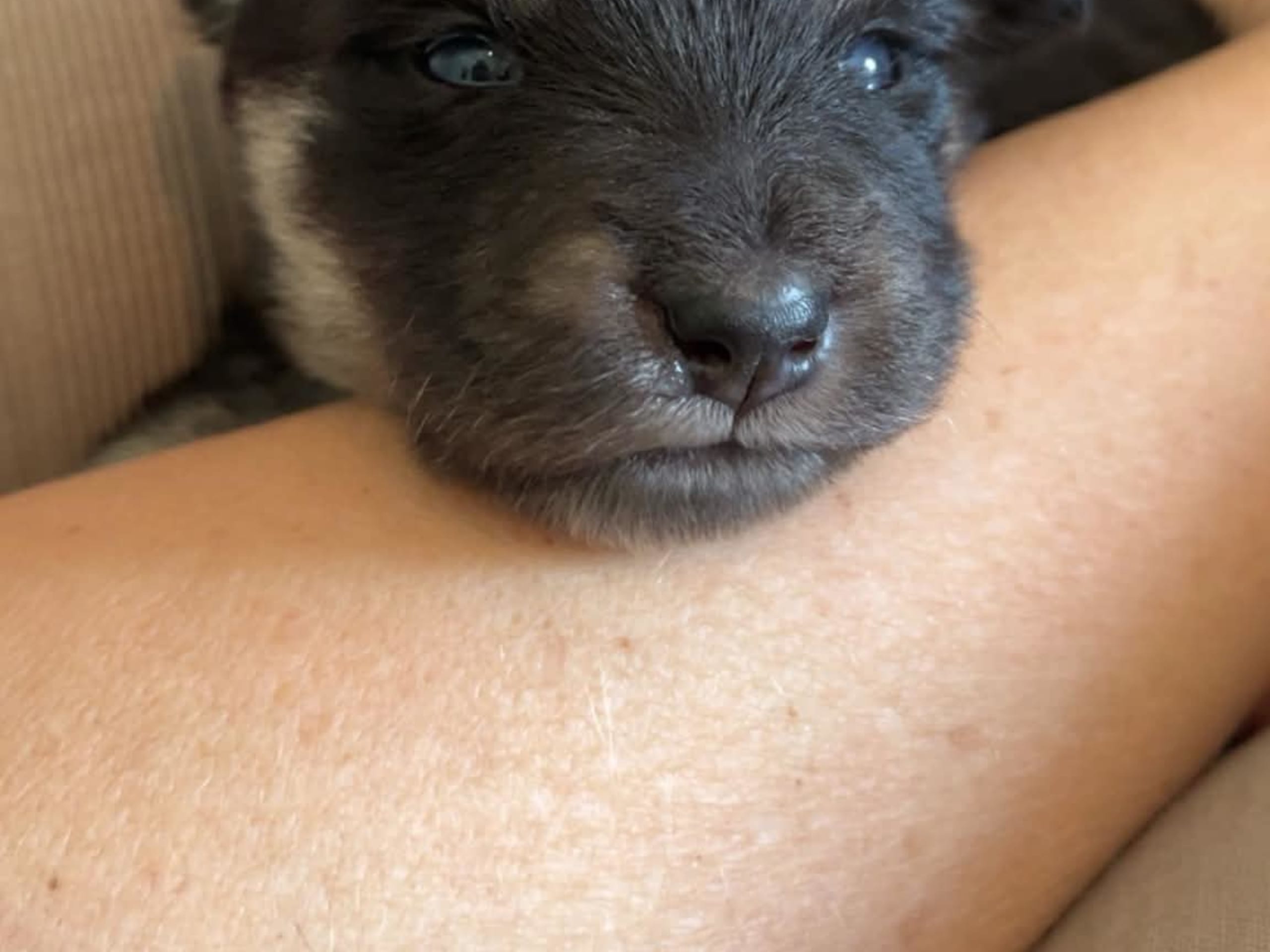 Finsk lapphund