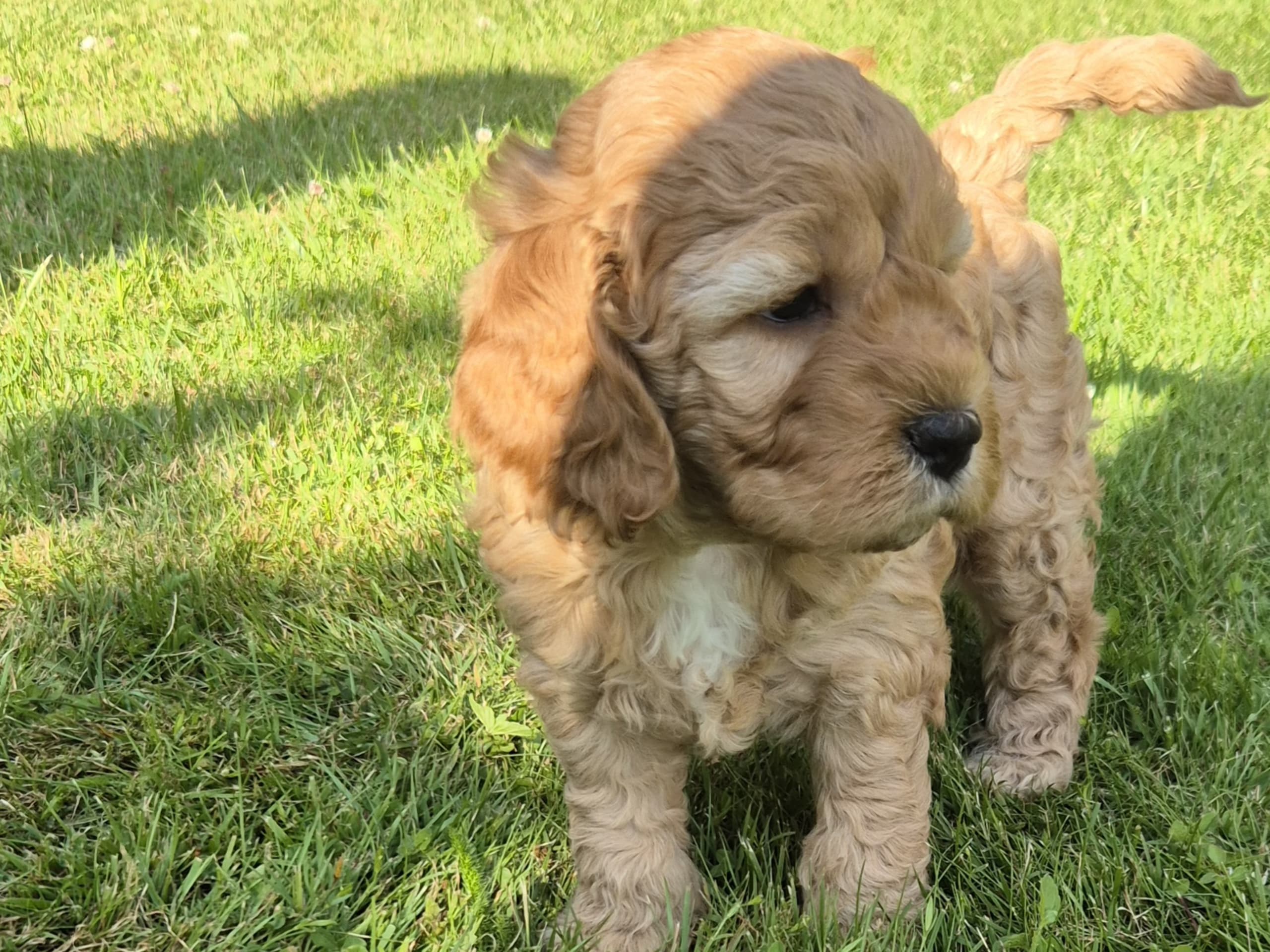 Cockerpoo · Vaggeryd · Sjökantens Cockerpoo