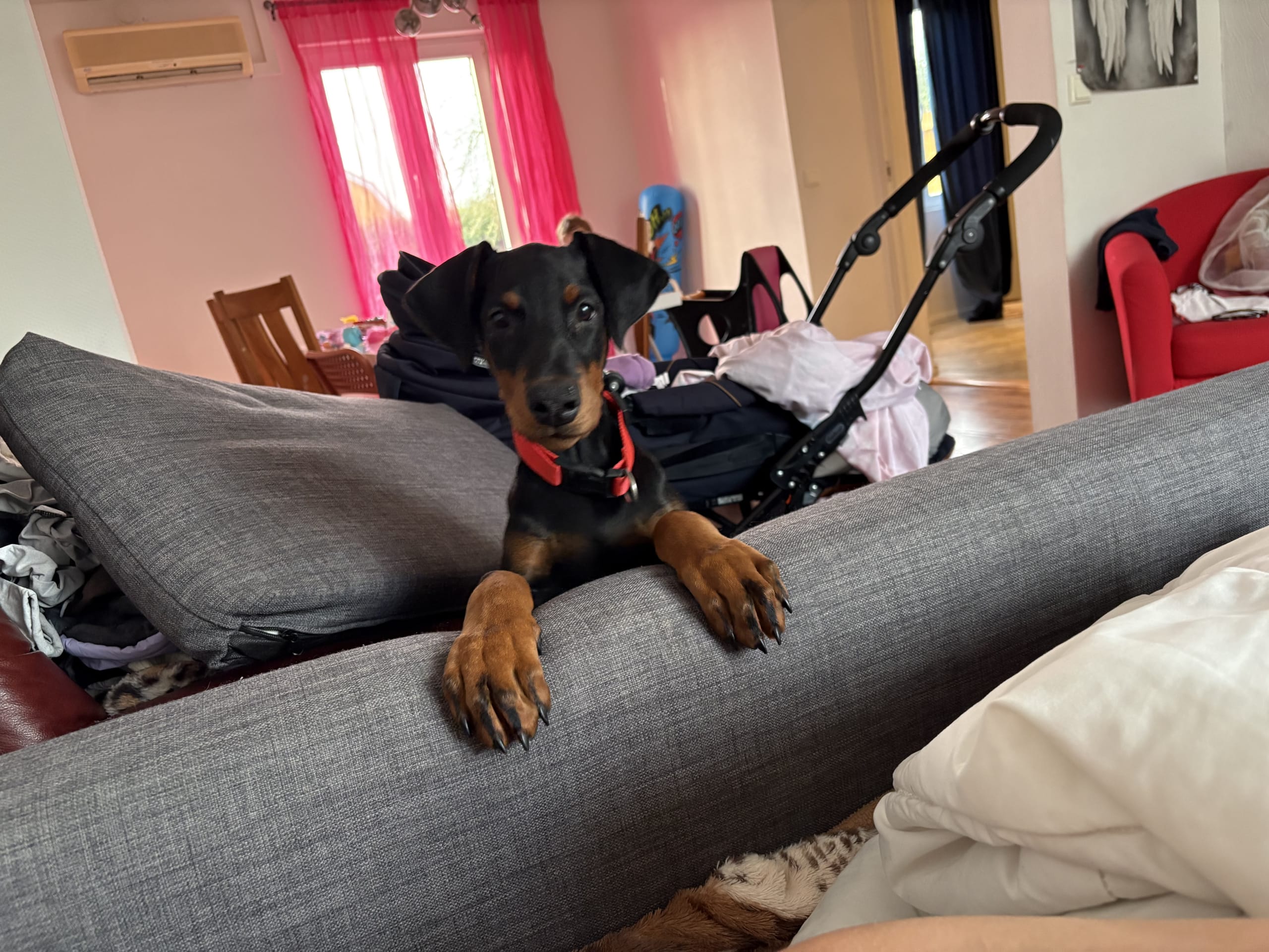 Dobermann