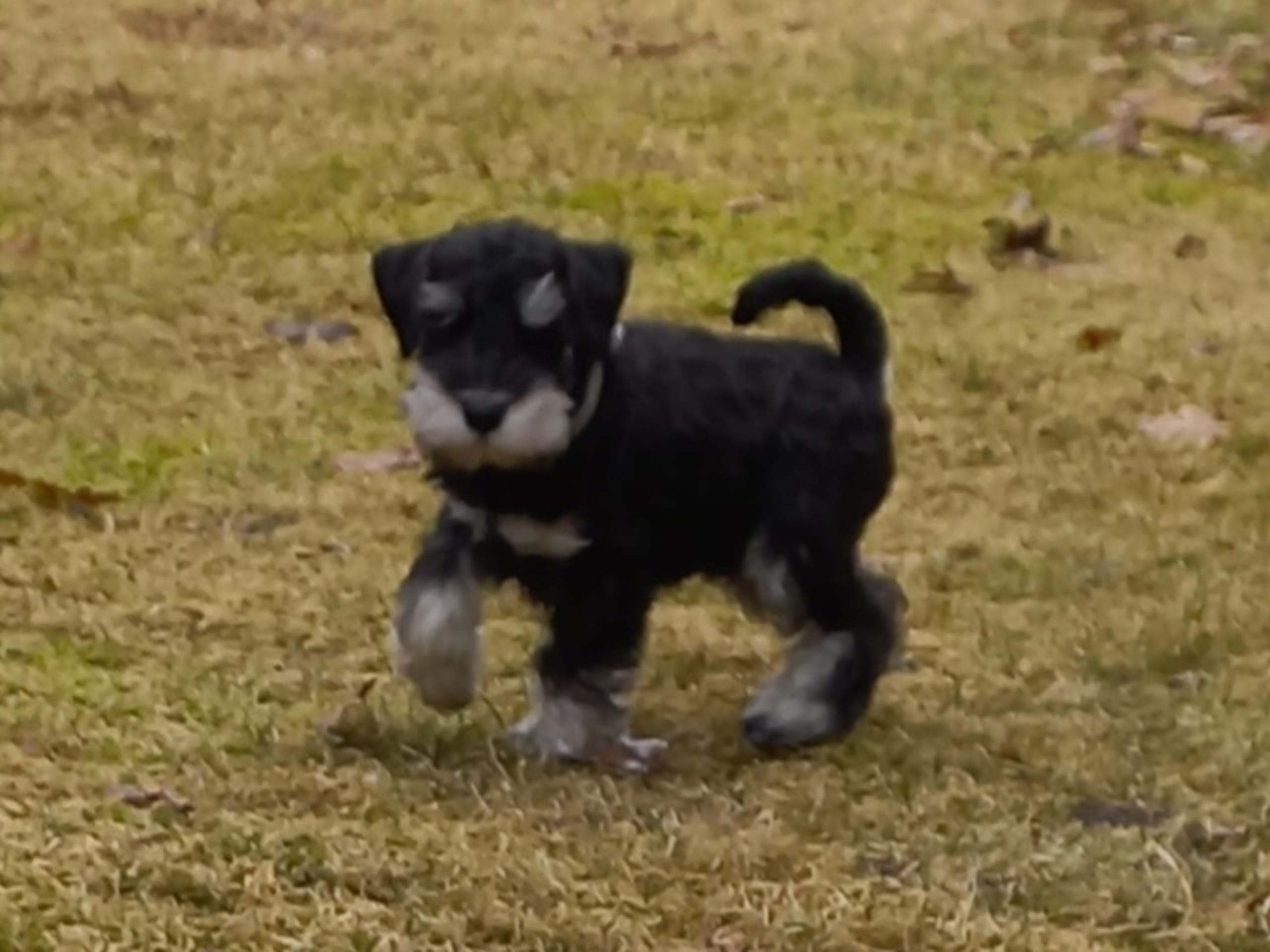 Dvärgschnauzer