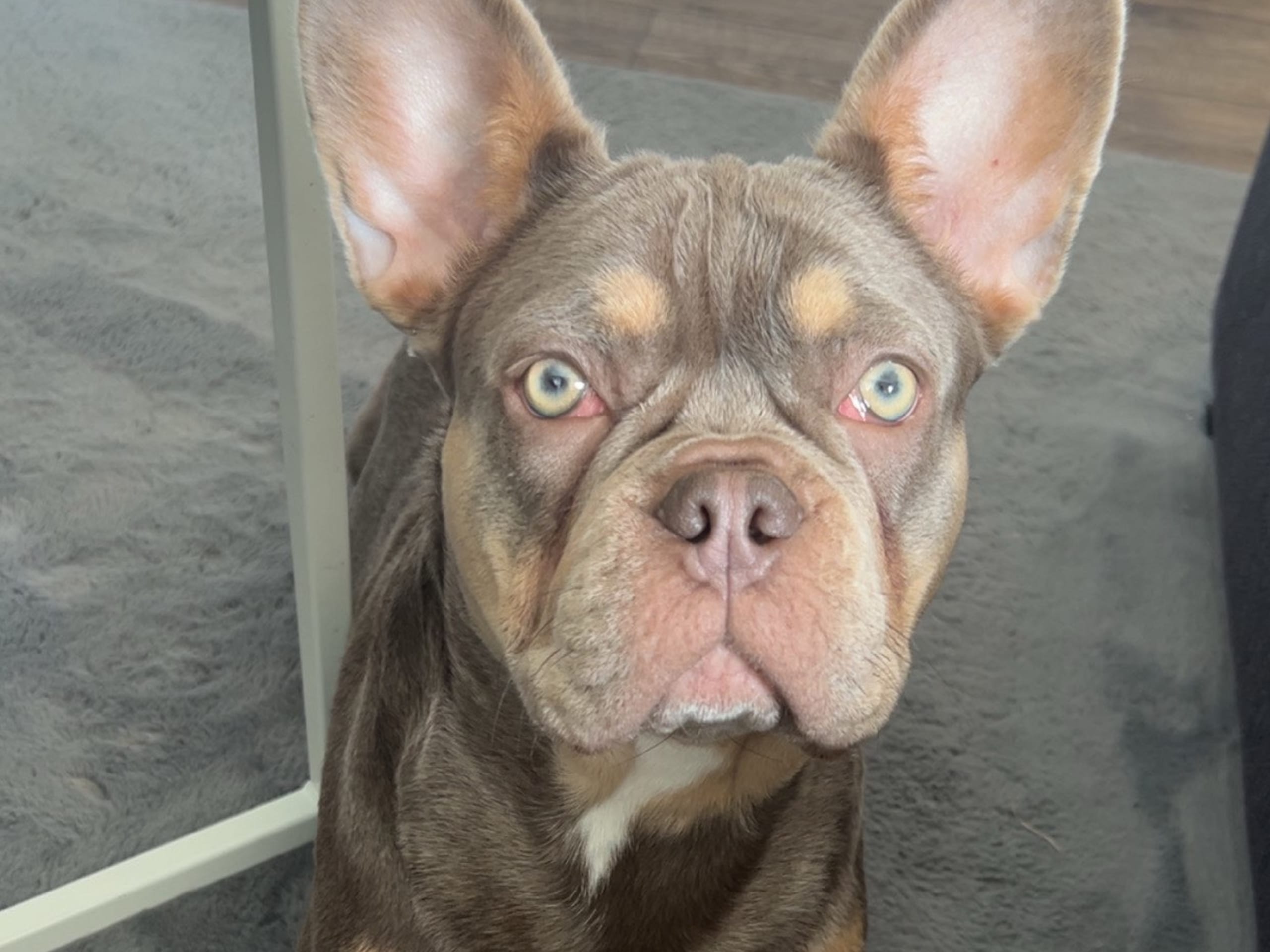 Fransk bulldogg