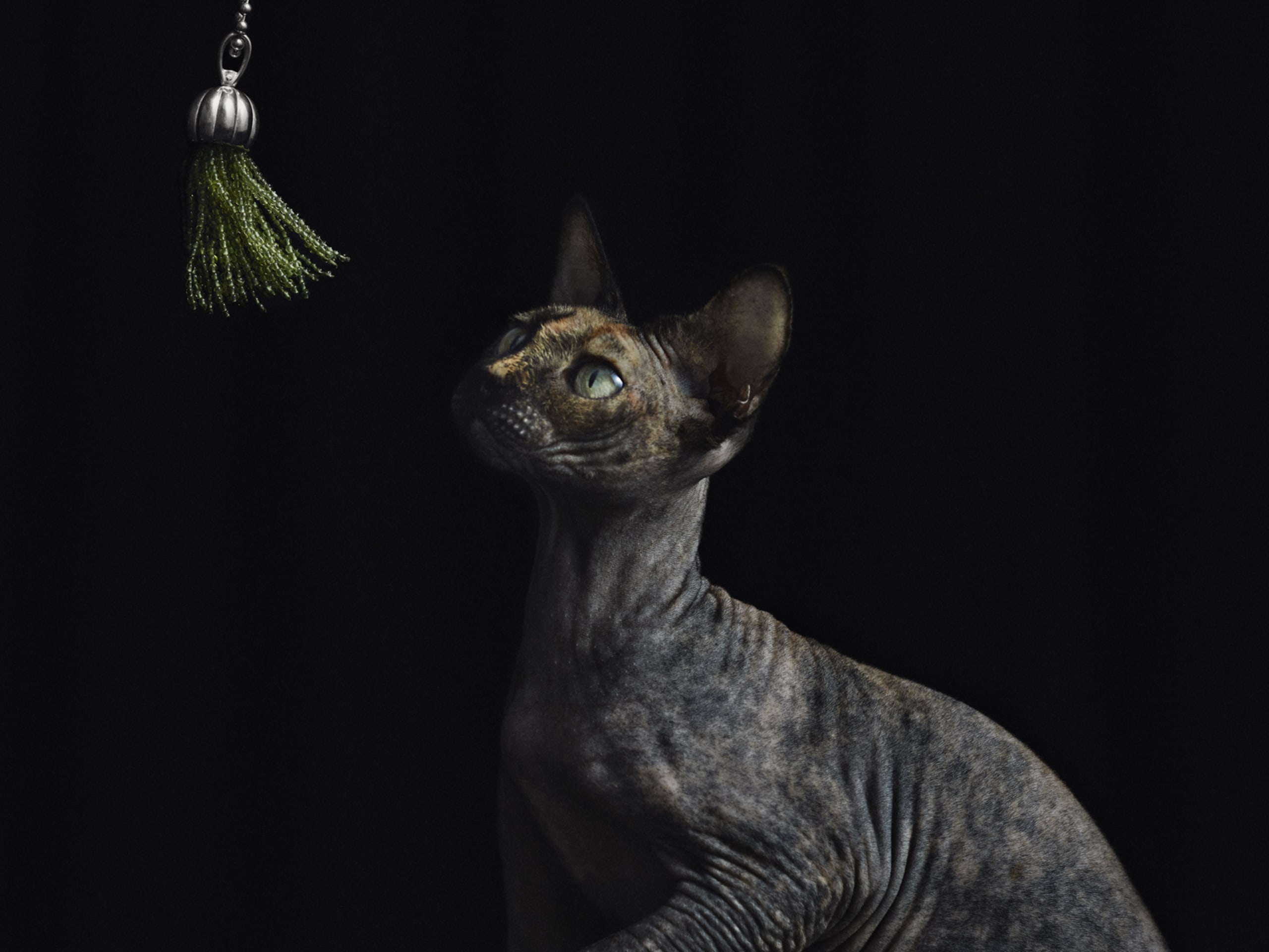 Sphynx · Solna · Kattis B.
