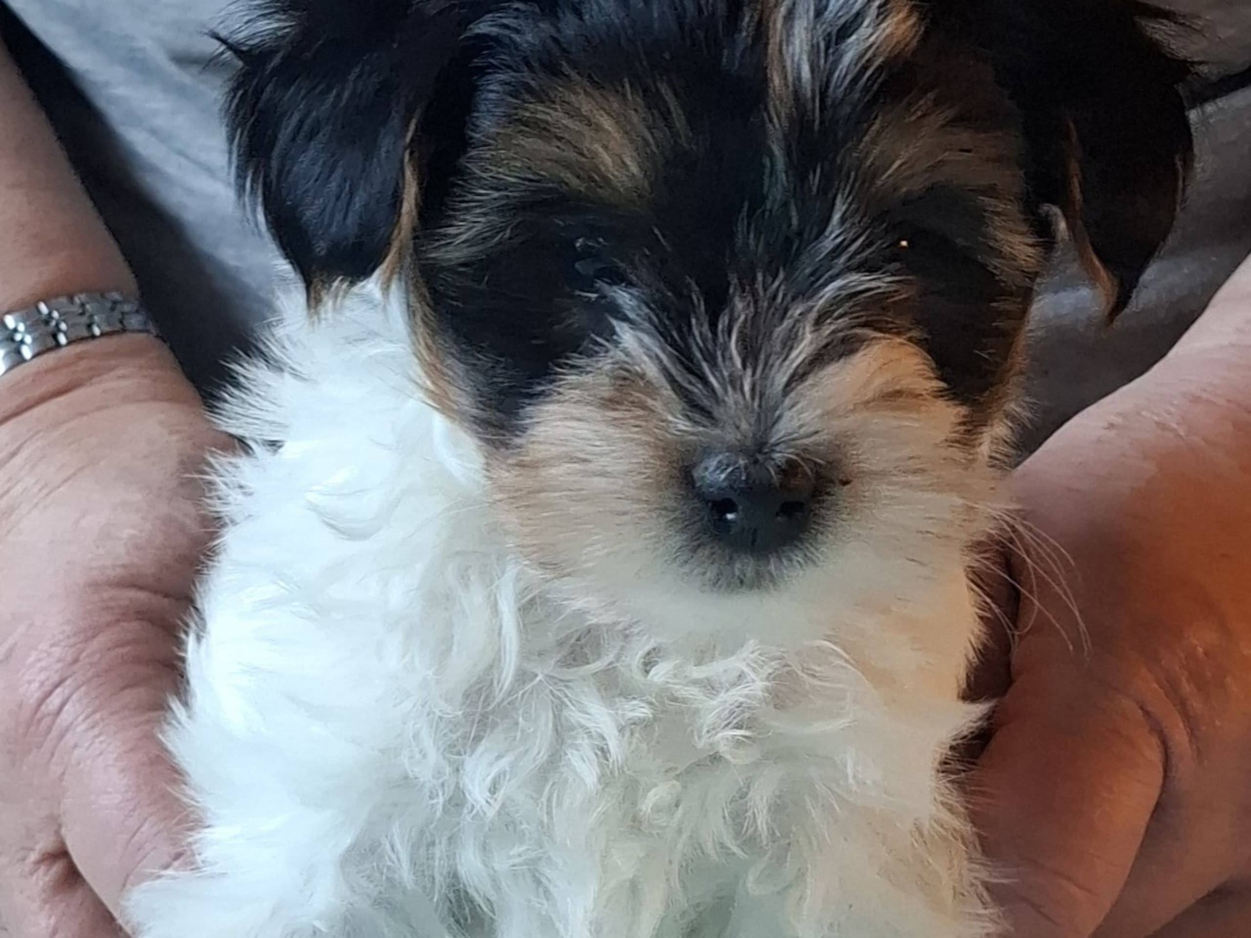 Biewer terrier