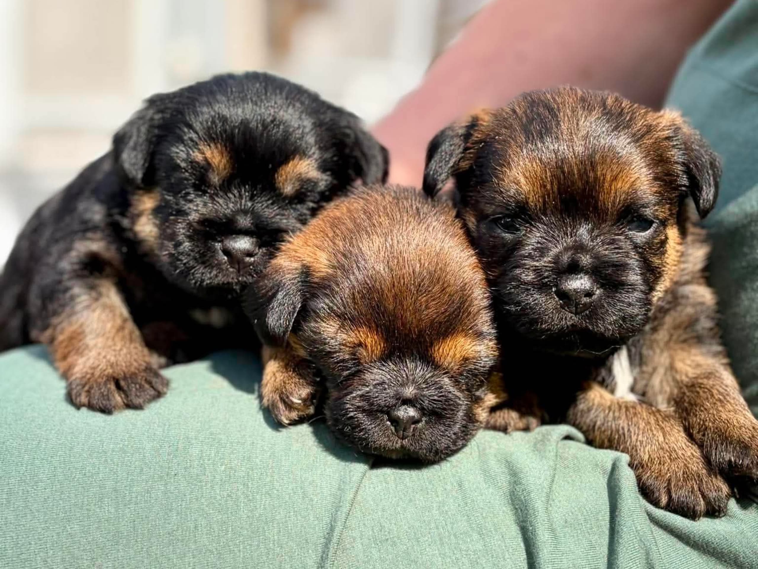 Borderterrier