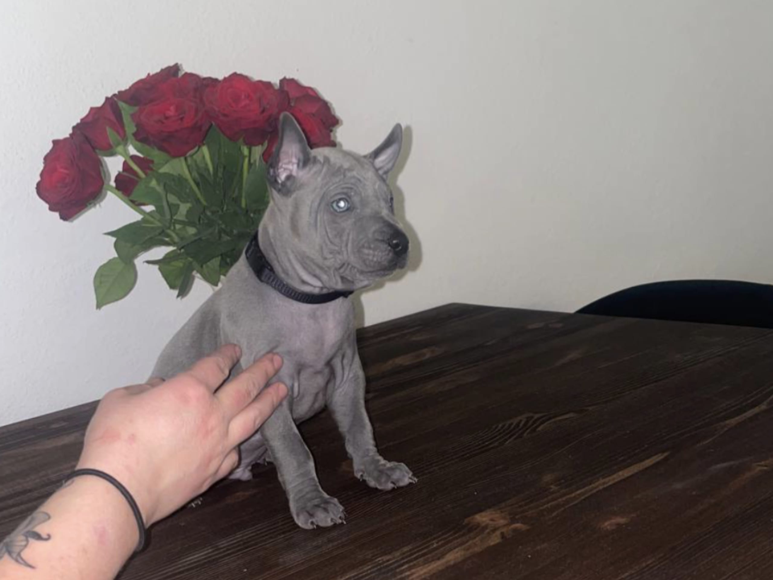 Thai ridgeback dog
