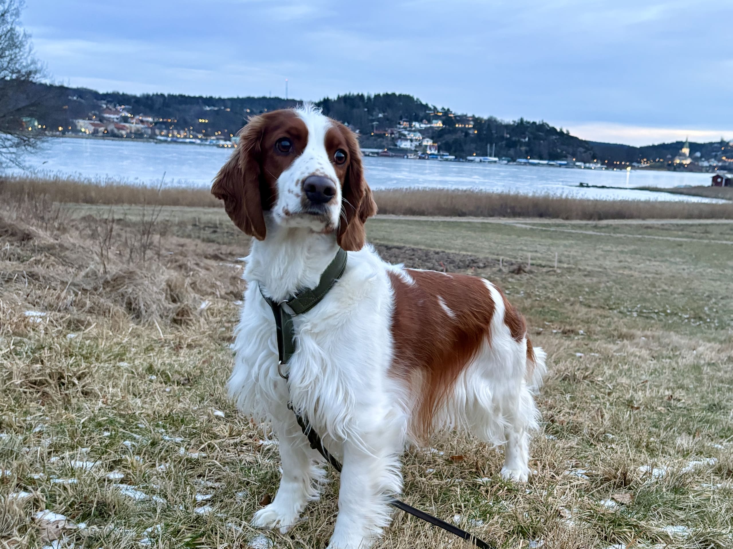 Welsh springer spaniel