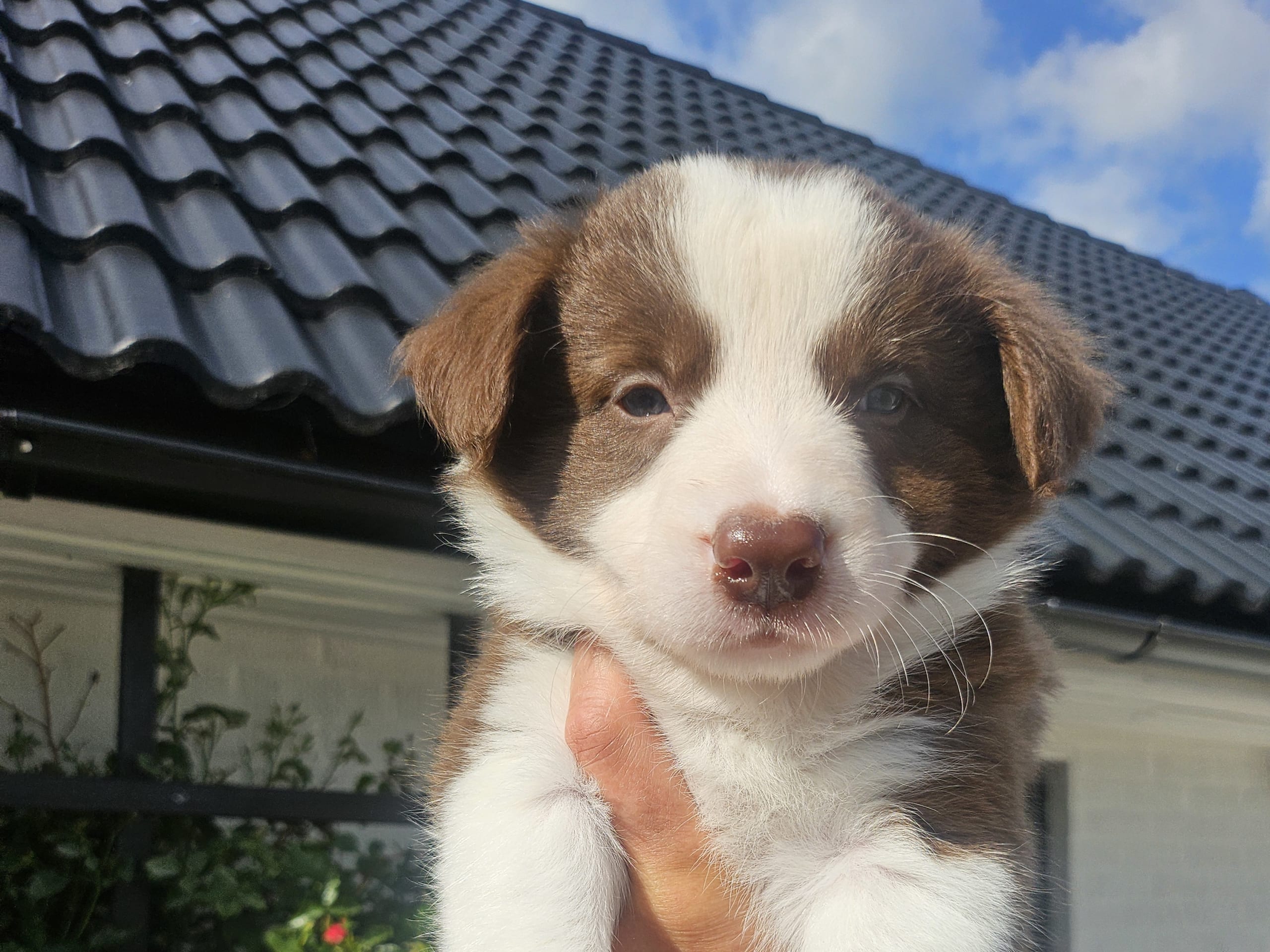 Border collie