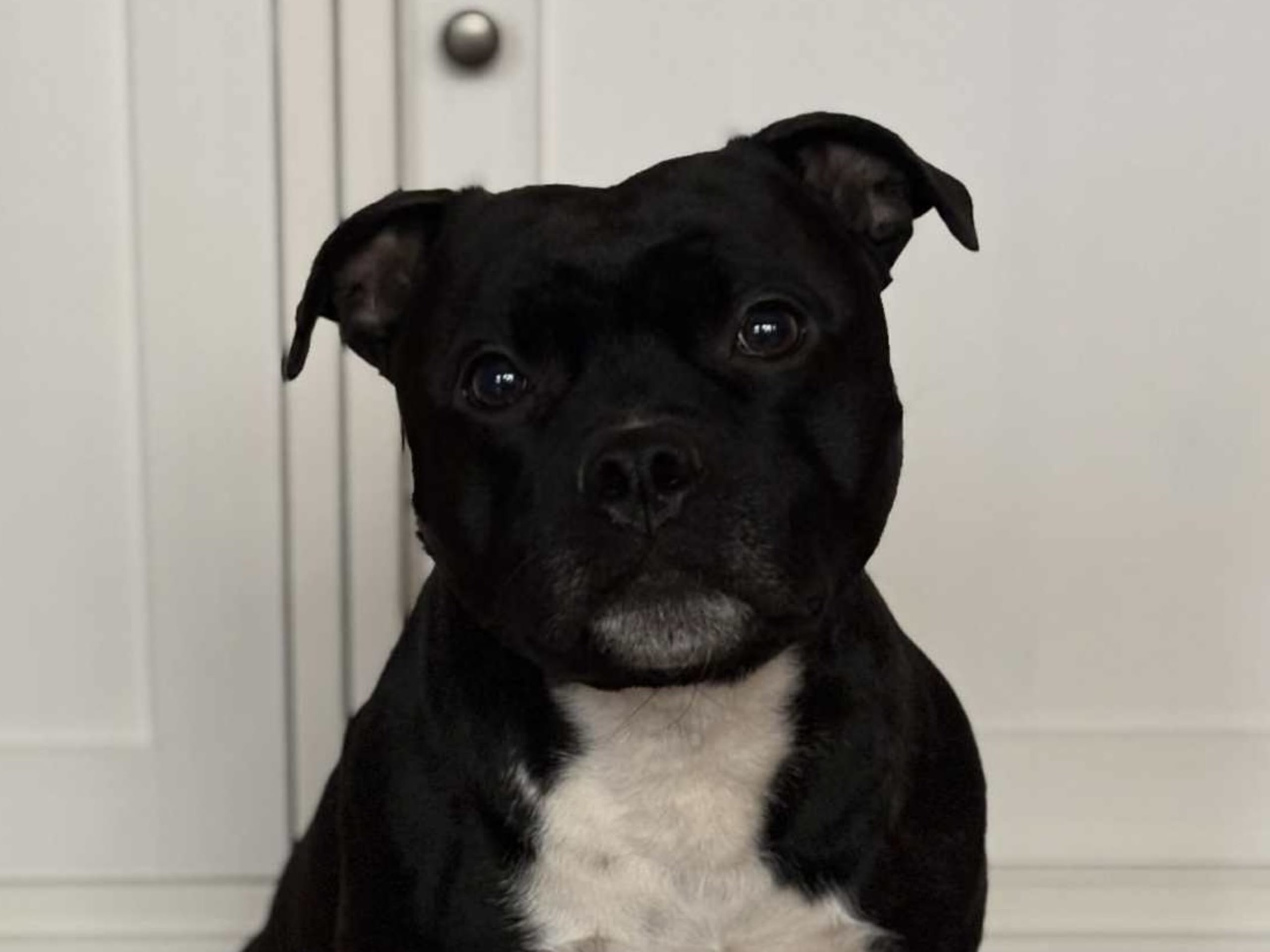 Staffordshire bullterrier